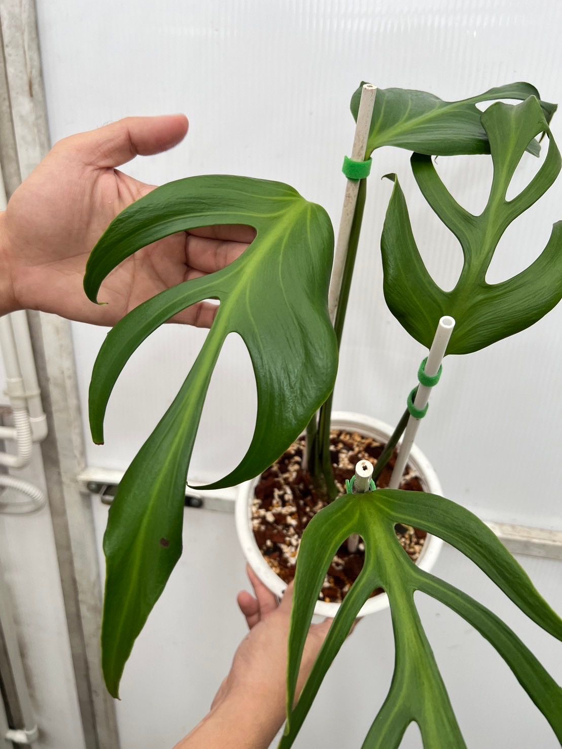 (UG)Root in moss cut 3-4 leaves- Monstera Burle Marx Rare XL Plant- Get Similar - 🪴 Voelk Art & Plants Inc 🪴