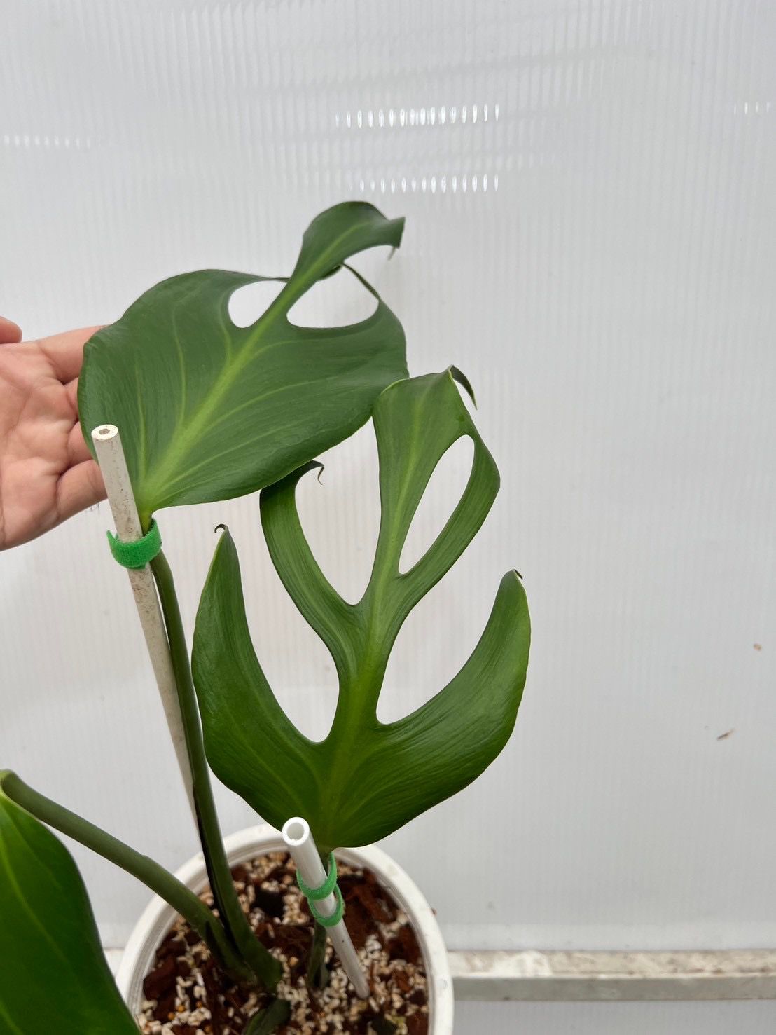 (UG)Root in moss cut 3-4 leaves- Monstera Burle Marx Rare XL Plant- Get Similar - 🪴 Voelk Art & Plants Inc 🪴