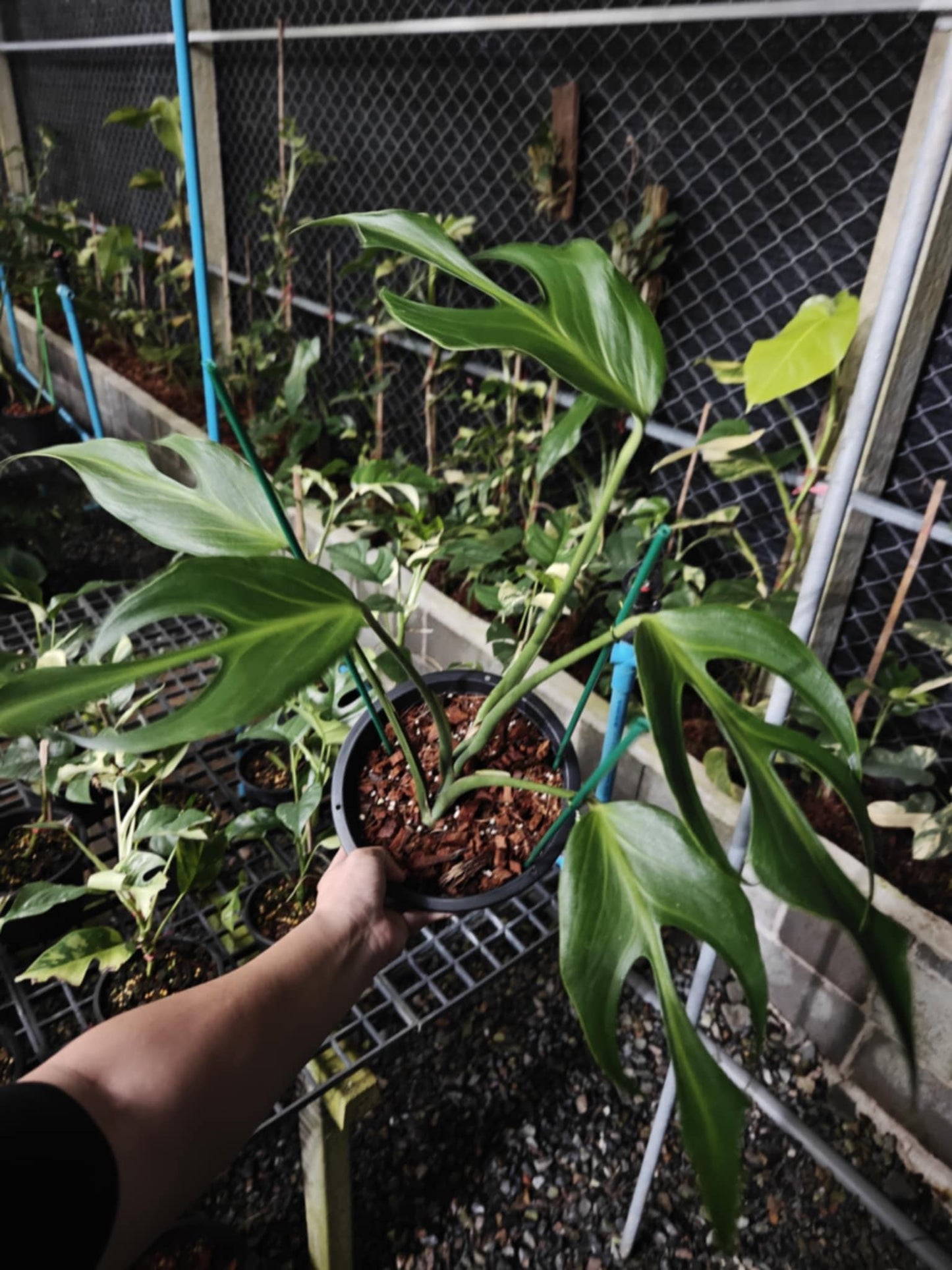 (UG)Root in moss cut 3-4 leaves- Monstera Burle Marx Rare XL Plant- Get Similar - 🪴 Voelk Art & Plants Inc 🪴