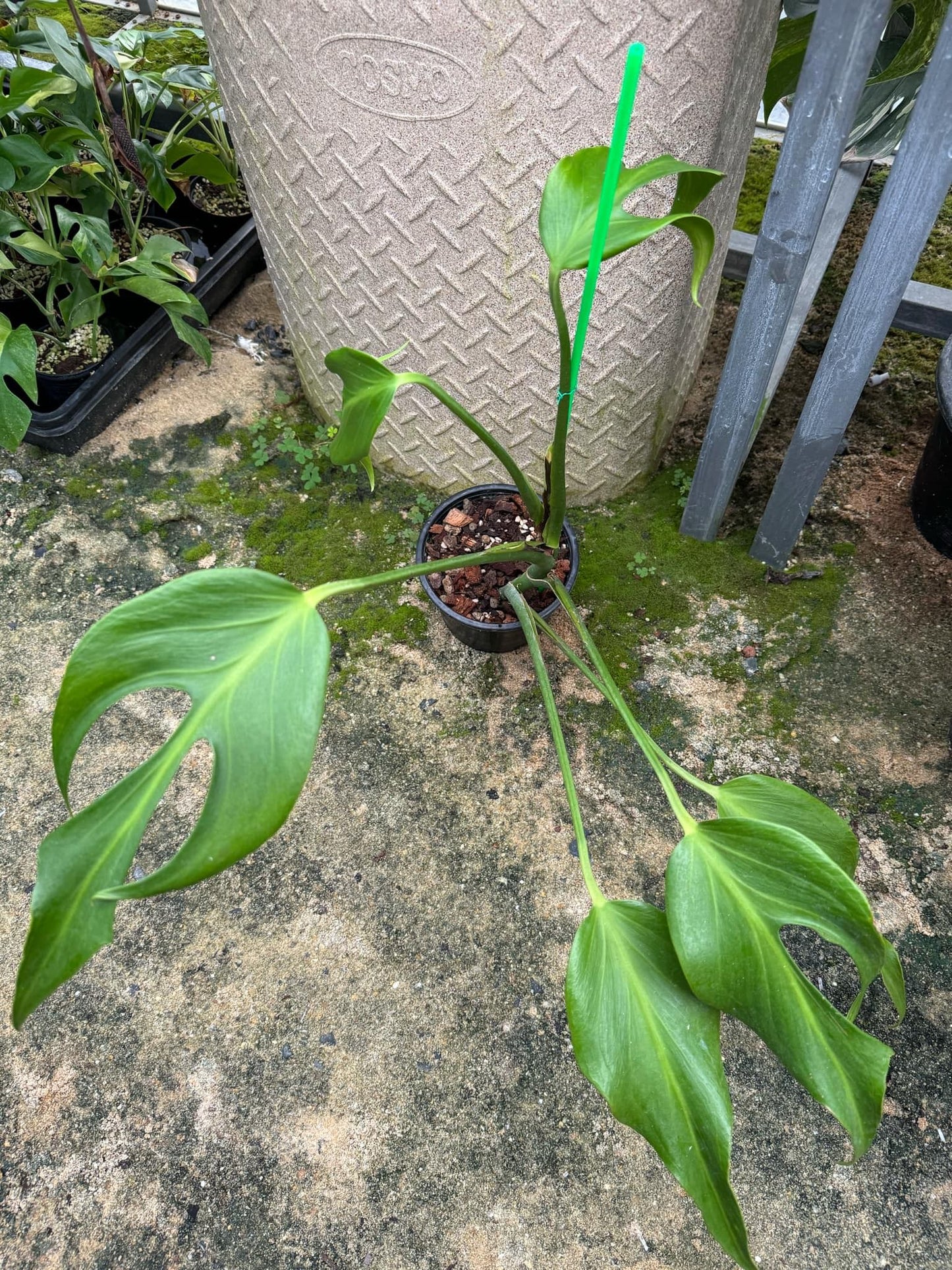 (UG)Root in moss cut 3-4 leaves- Monstera Burle Marx Rare XL Plant- Get Similar - 🪴 Voelk Art & Plants Inc 🪴