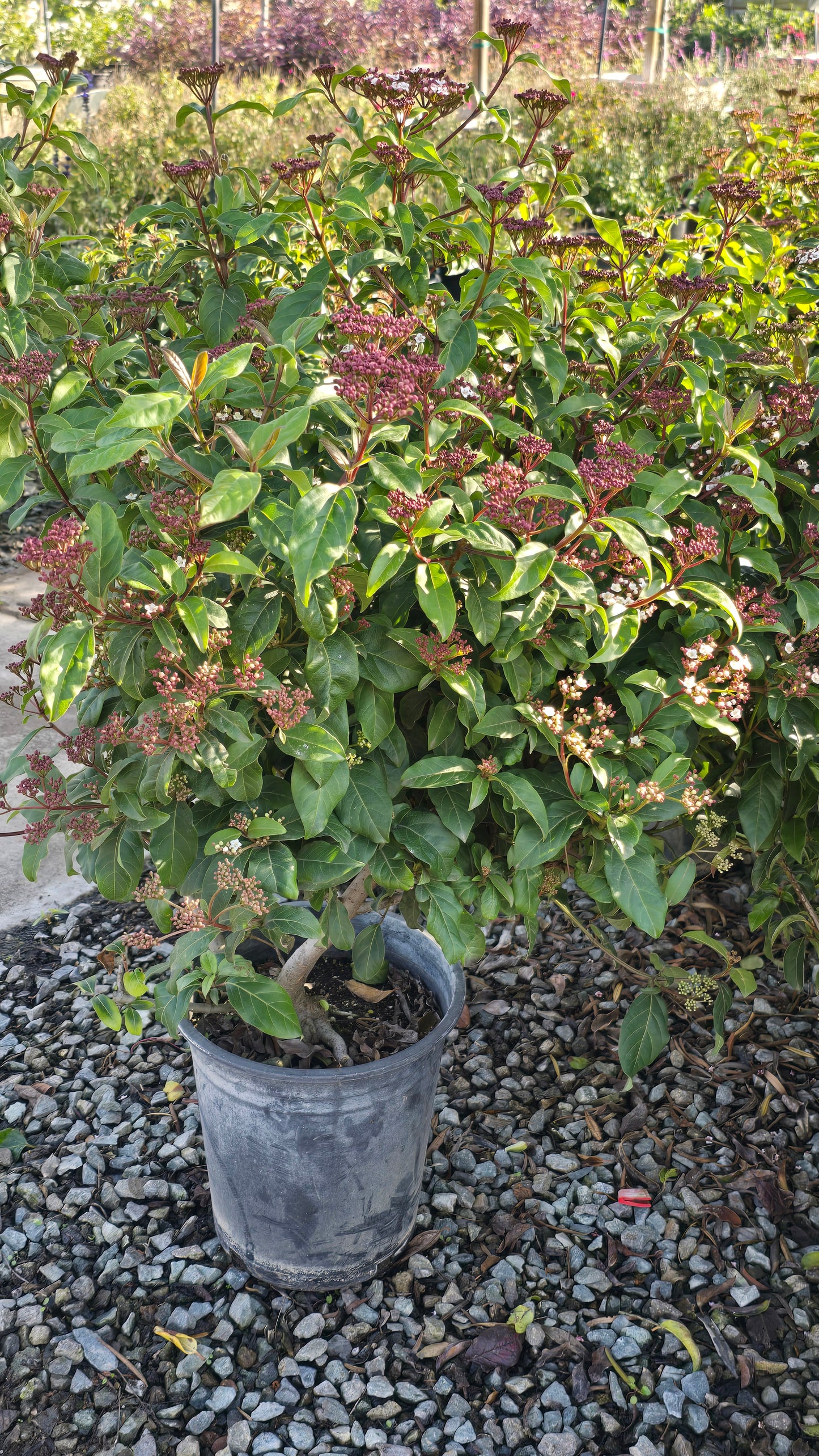 Viburnum tinus 'Spring Bouquet' on 5 gallon pot - Get similar - 🪴 Voelk Art & Plants Inc 🪴