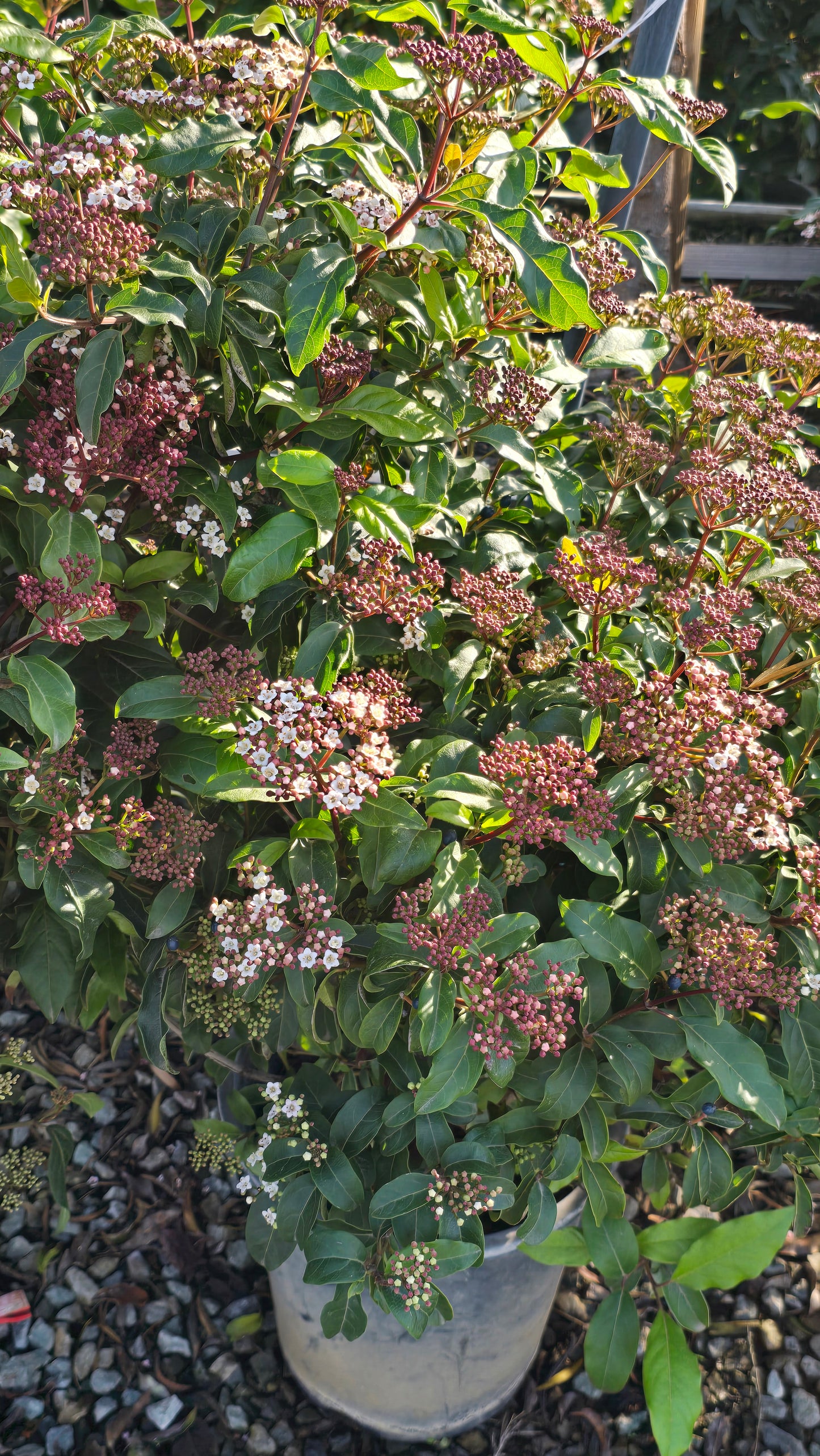 Viburnum tinus 'Spring Bouquet' on 5 gallon pot - Get similar - 🪴 Voelk Art & Plants Inc 🪴