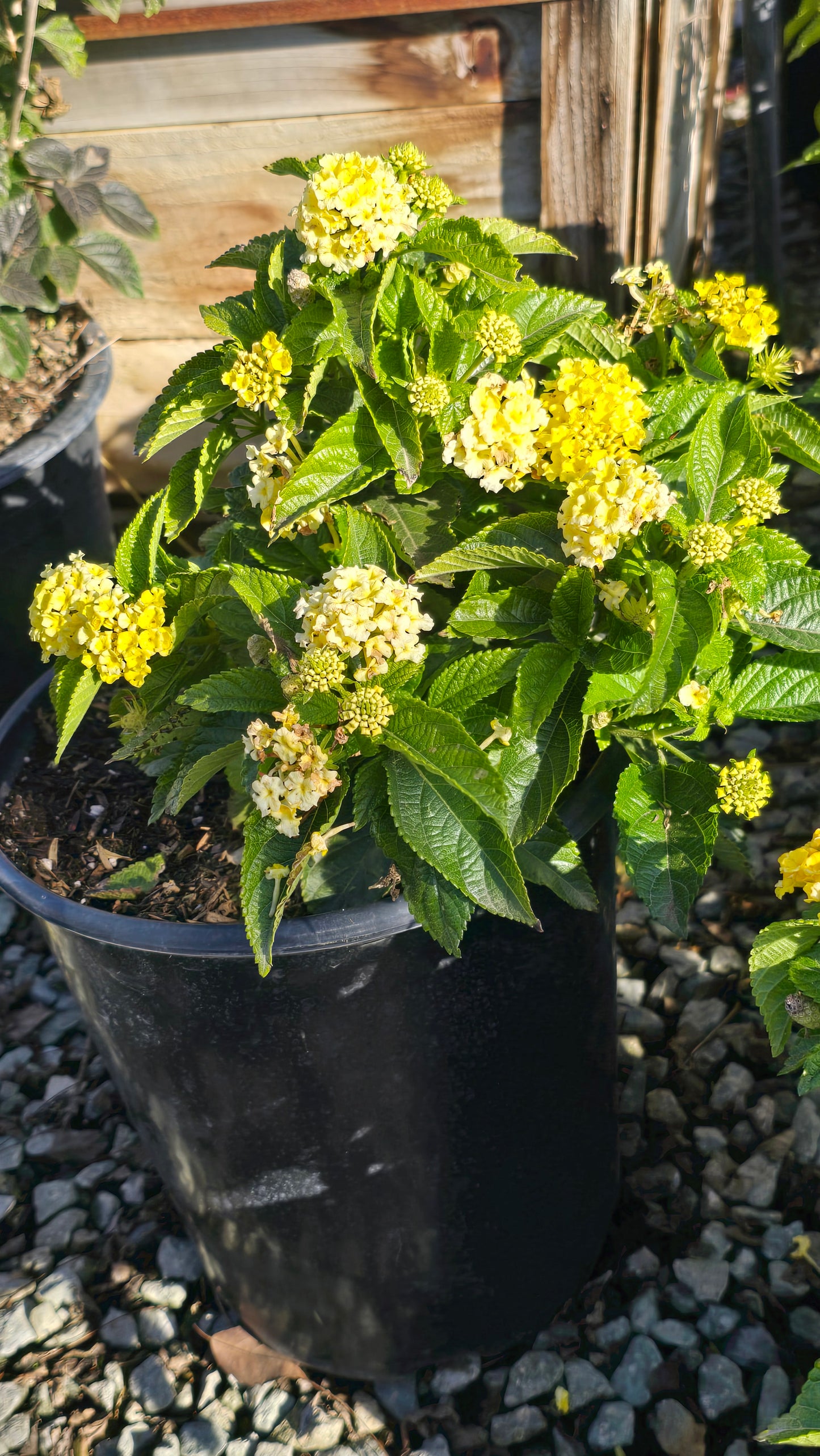West Indian Lantana Yellow Flower on 5 gallon pot - Get similar - 🪴 Voelk Art & Plants Inc 🪴