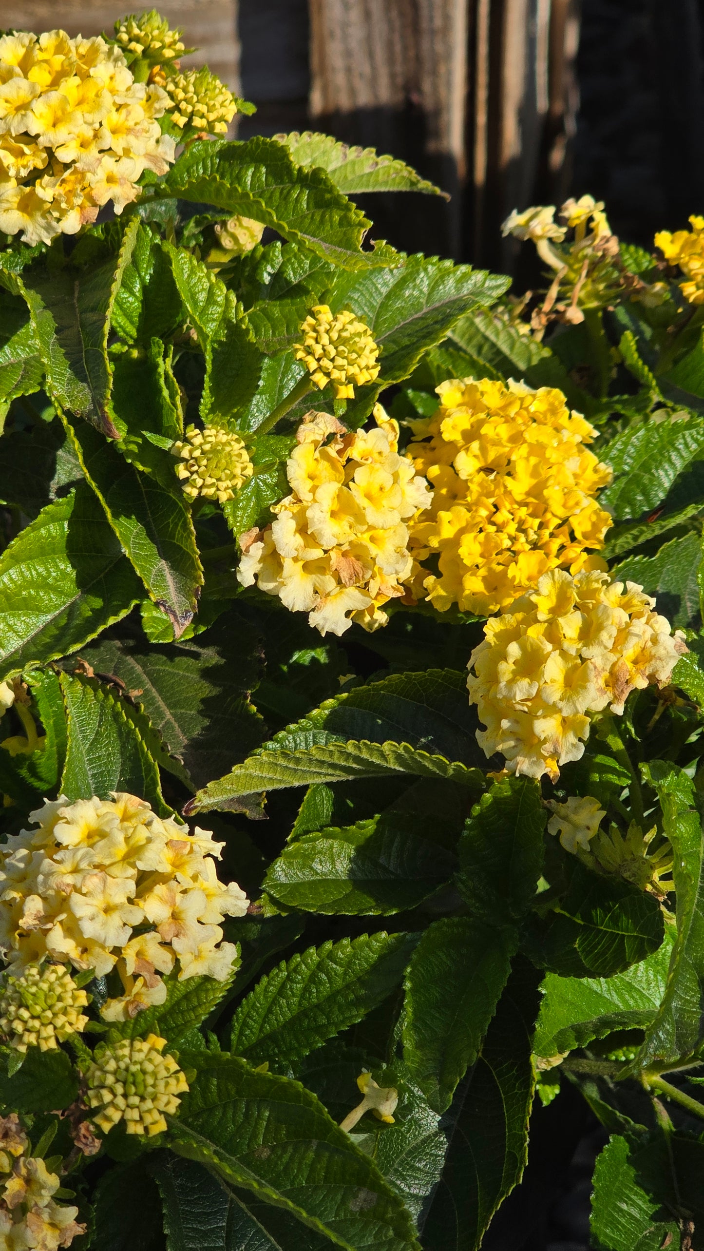 West Indian Lantana Yellow Flower on 5 gallon pot - Get similar - 🪴 Voelk Art & Plants Inc 🪴