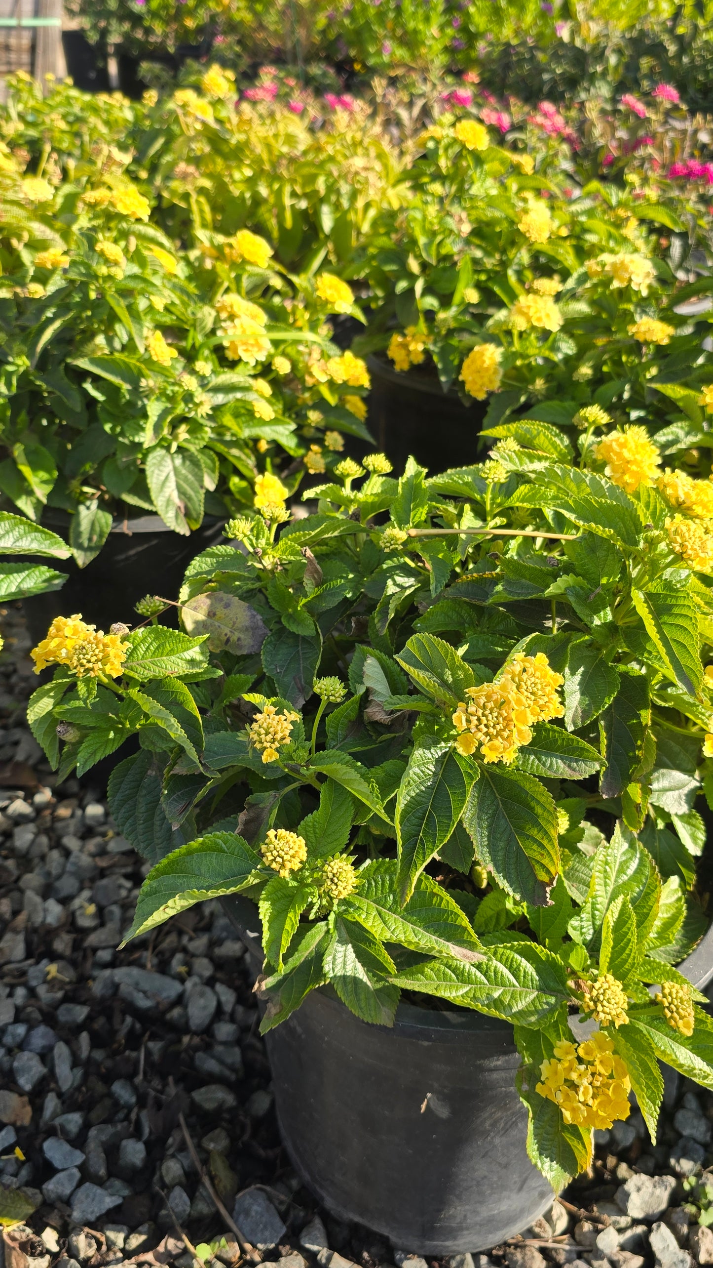 West Indian Lantana Yellow Flower on 5 gallon pot - Get similar - 🪴 Voelk Art & Plants Inc 🪴