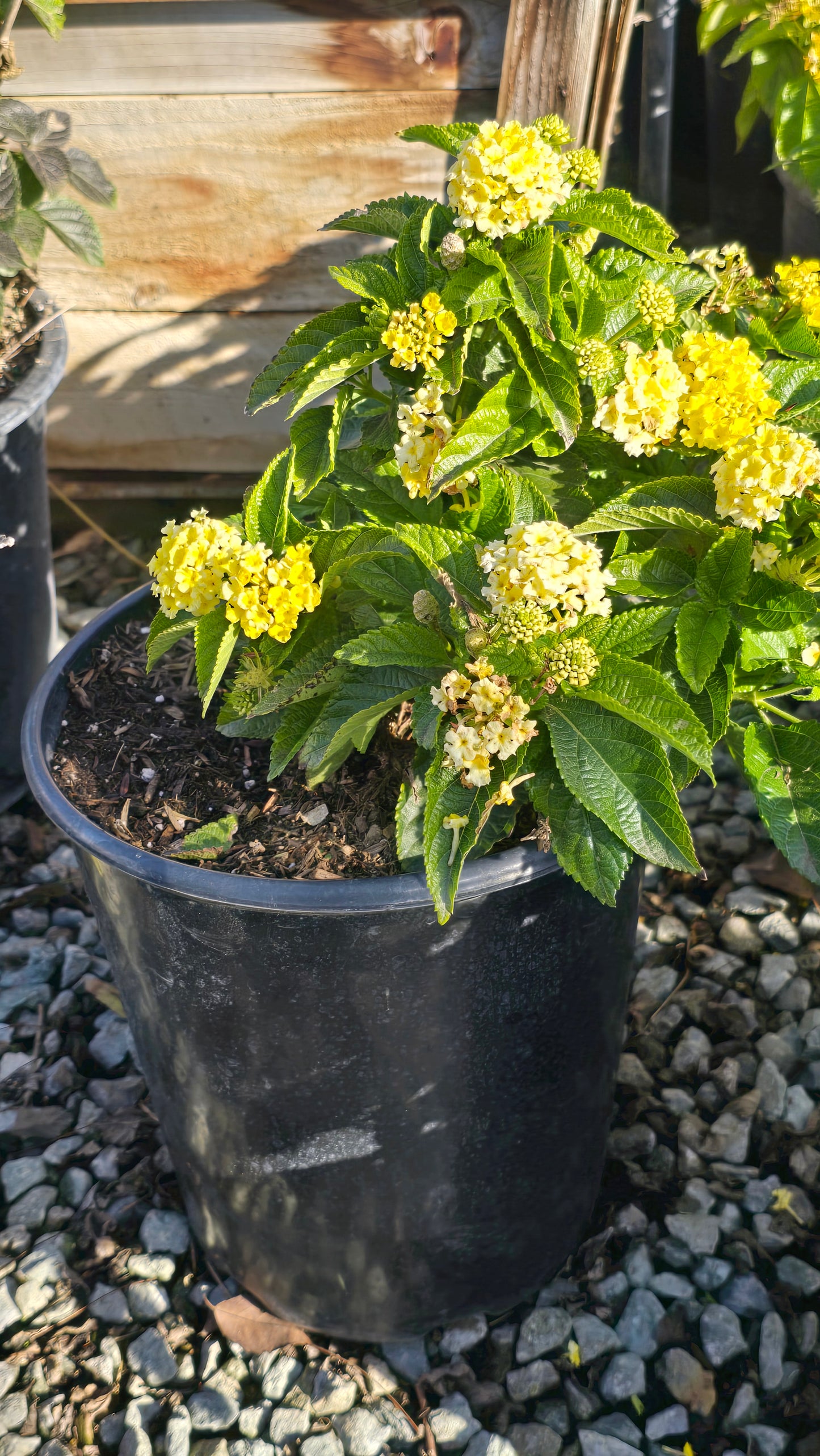 West Indian Lantana Yellow Flower on 5 gallon pot - Get similar - 🪴 Voelk Art & Plants Inc 🪴