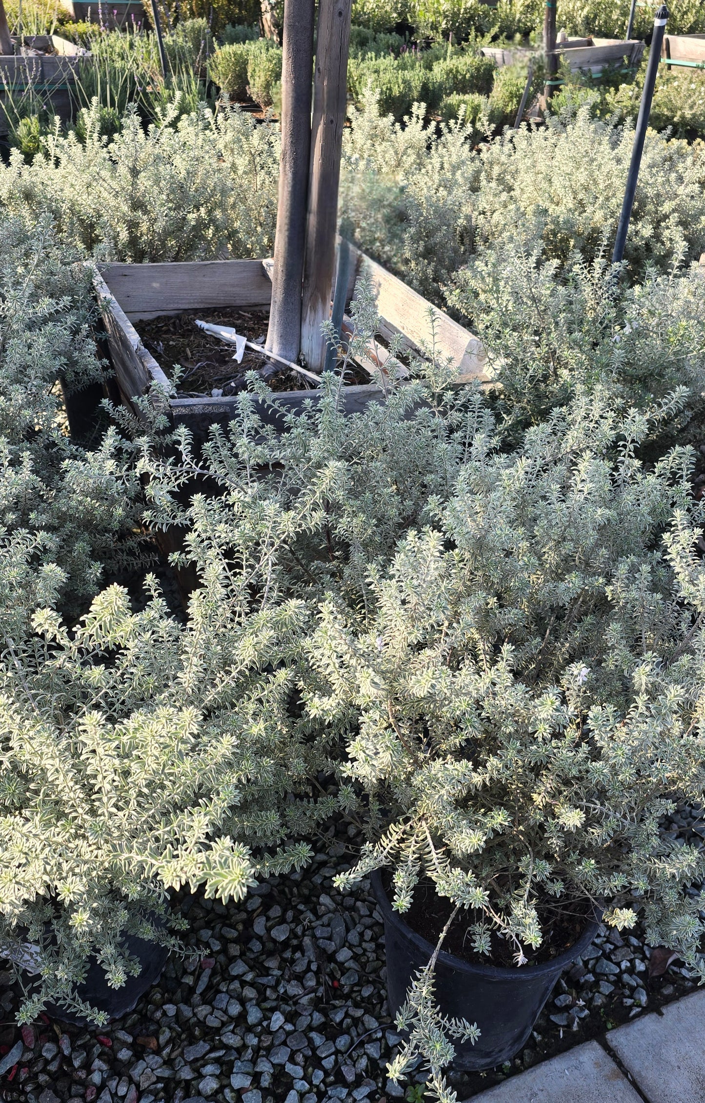 Westringia fruticosa 'Smokey' 5 gallon pot - Get similar - 🪴 Voelk Art & Plants Inc 🪴