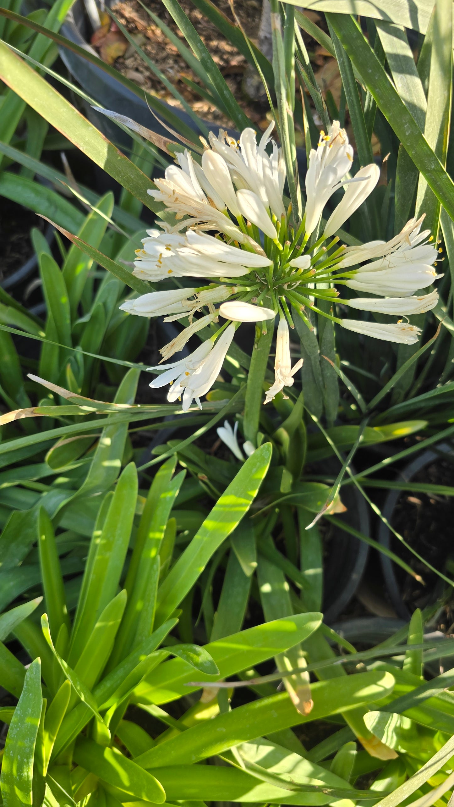 White african Lily on 5 gallon pot - Get similar - 🪴 Voelk Art & Plants Inc 🪴