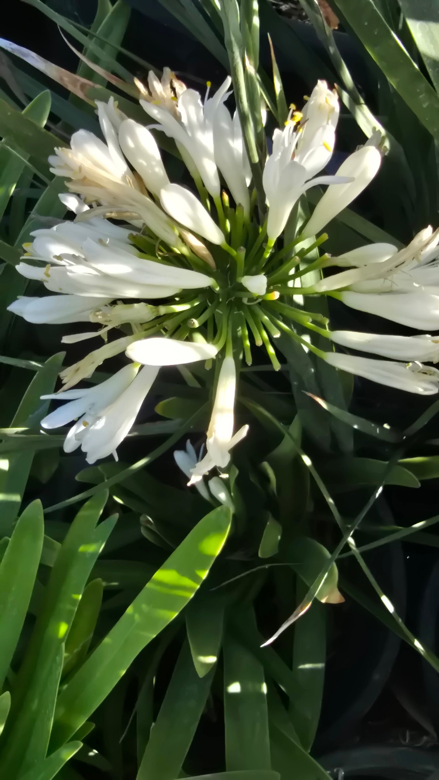 White african Lily on 5 gallon pot - Get similar - 🪴 Voelk Art & Plants Inc 🪴