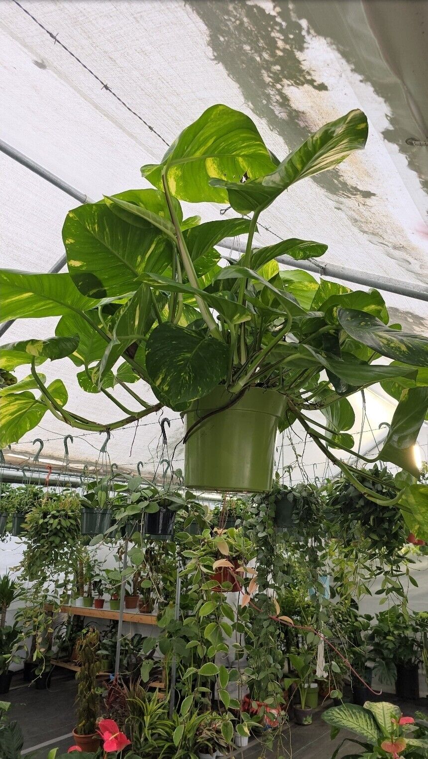 10" Pot - 2.5 ft tall Giant Hawaiian Pothos plant, Get Similar To the picture