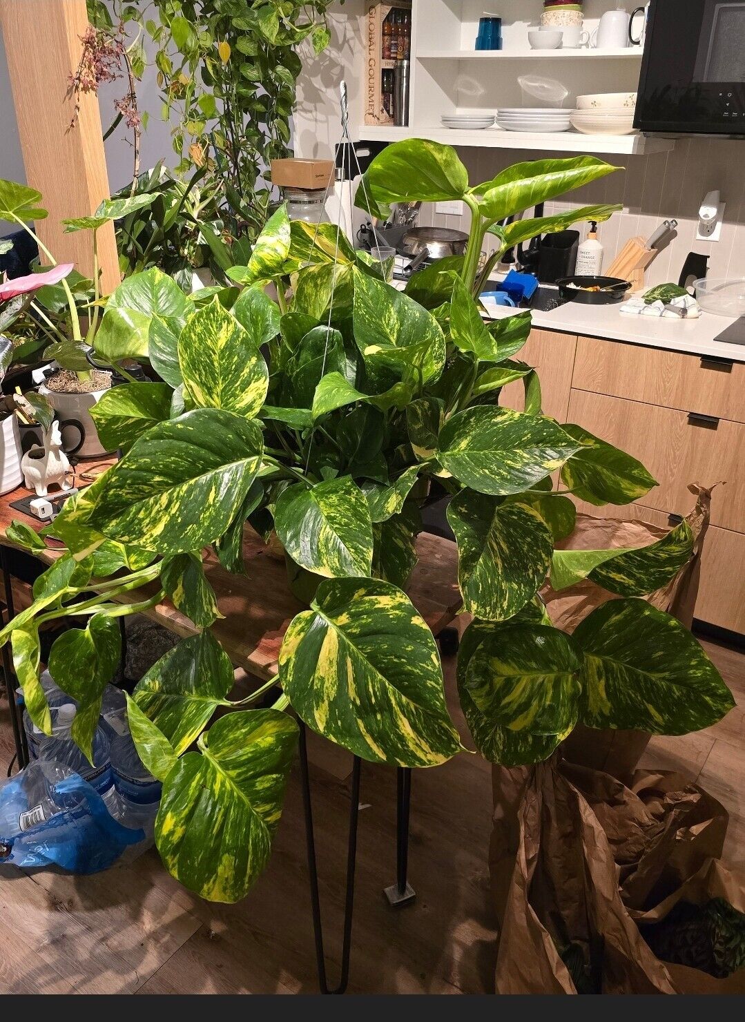 10" Pot - 2.5 ft tall Giant Hawaiian Pothos plant, Get Similar To the picture