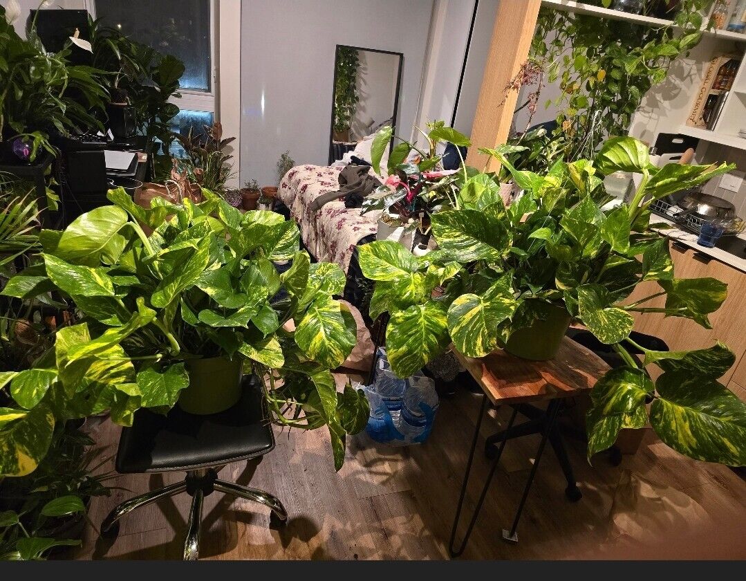 10" Pot - 2.5 ft tall Giant Hawaiian Pothos plant, Get Similar To the picture