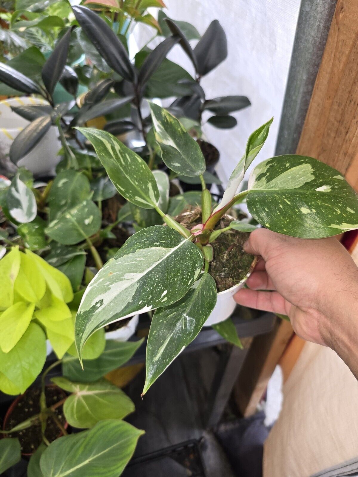 4" pot - White Wizzard Philodendron Starter Live plant - get similar #019