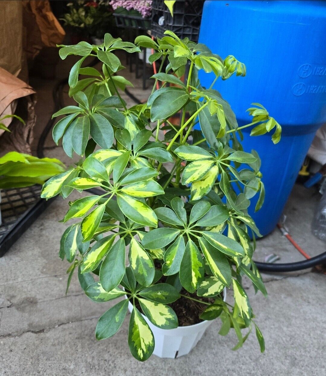 6" pot 18" ish tall -Schefflera Arboricola 'Gold Capella', #007 air Purifier
