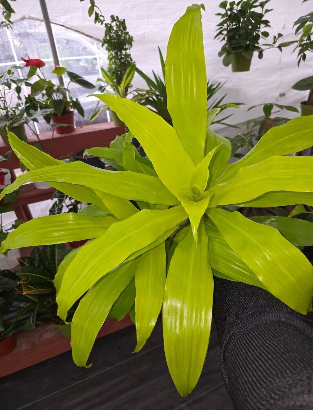 6" pot 12" ish tall - Dracena Limelight XL Madagascar Dragon Tree #005