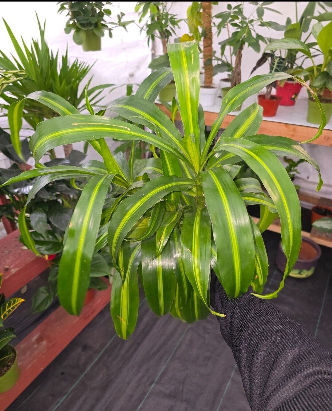 dracaena hawaii 6" Pot, 1ft Tall