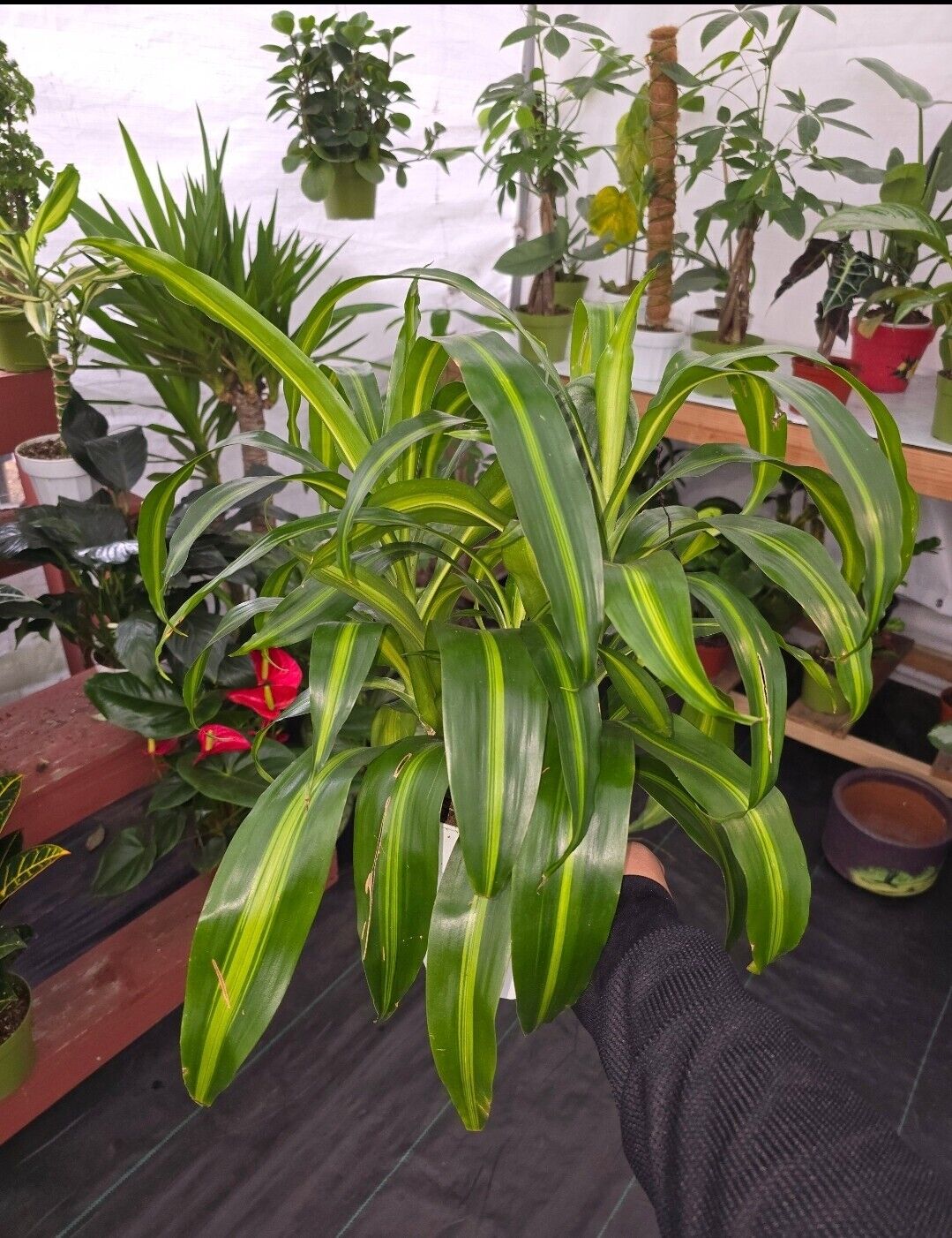 6" Pot, 1ft Tall - Dracaena "Hawaiian Sunshine" Palo de Brasil LIVE PLANT #010