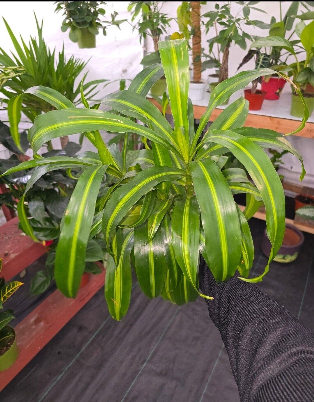 6" Pot, 1ft Tall - Dracaena "Hawaiian Sunshine" Palo de Brasil LIVE PLANT #010