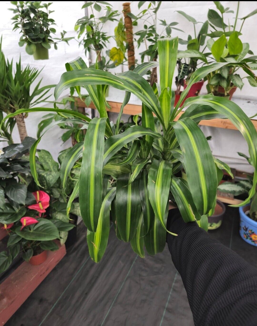 6" Pot, 1ft Tall - Dracaena "Hawaiian Sunshine" Palo de Brasil LIVE PLANT #010
