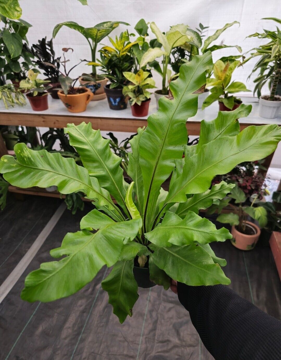 6" pot - Asplenium Nidus (Bird nest fern)- big Ferm house plant or outdoor -#009