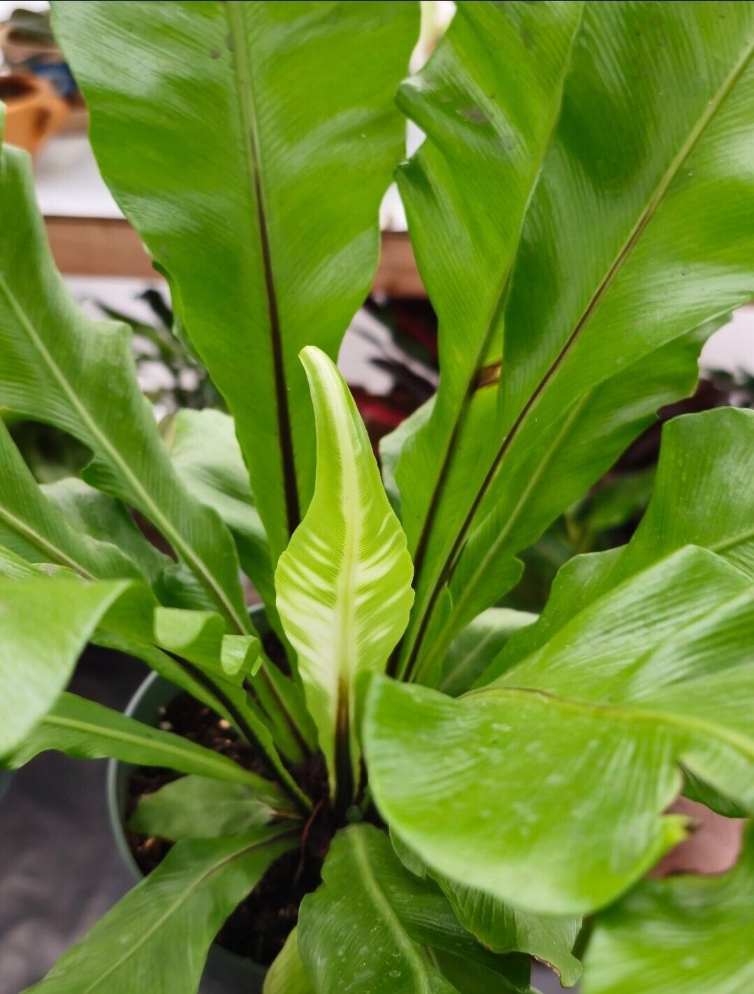 6" pot - Asplenium Nidus (Bird nest fern)- big Ferm house plant or outdoor -#009