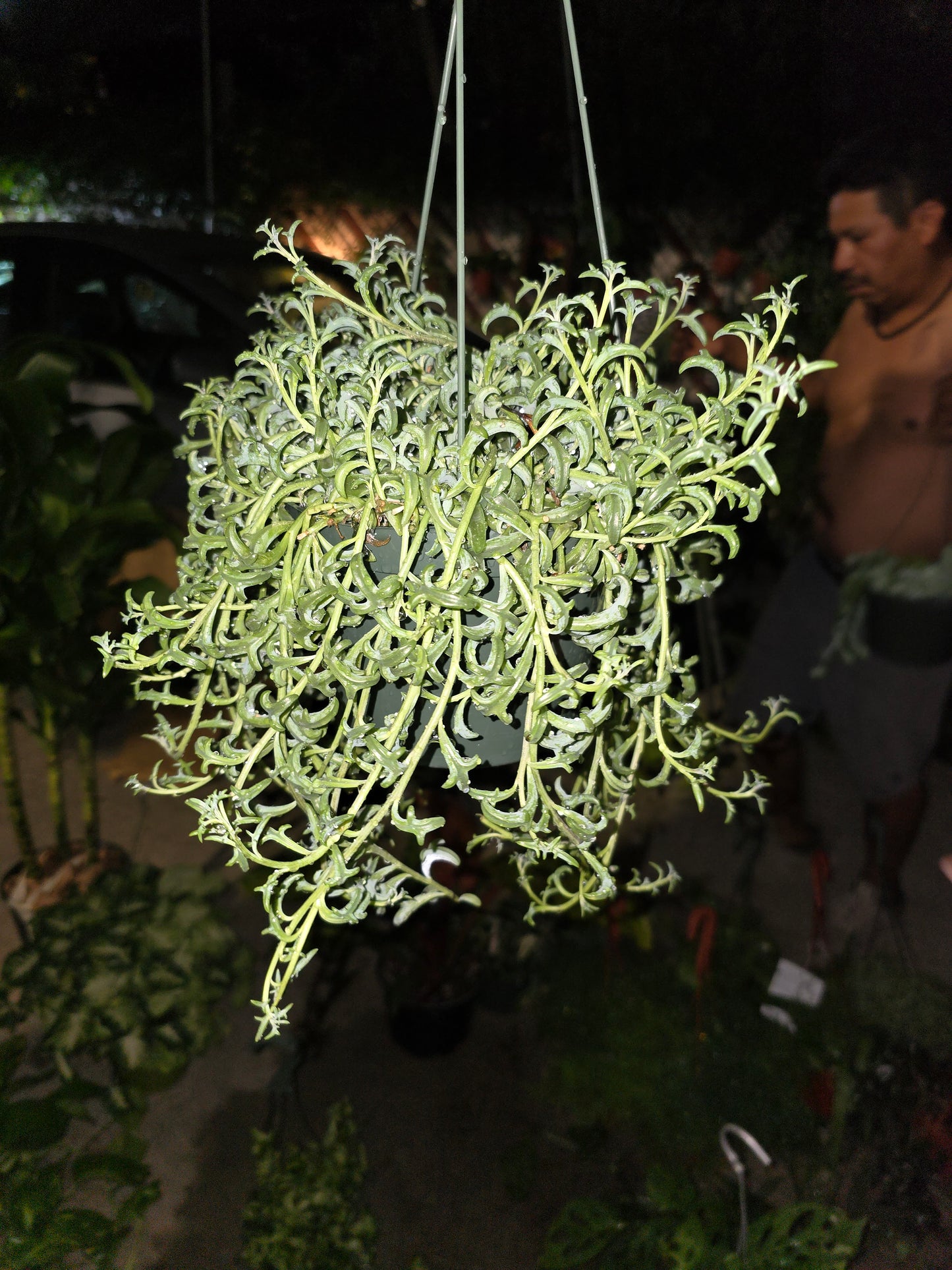 6 inch pot- Curio Radicans very hardy easy care- Succulent hanging plant - Get Similar To Picture - 🪴 Voelk Art & Plants Inc 🪴