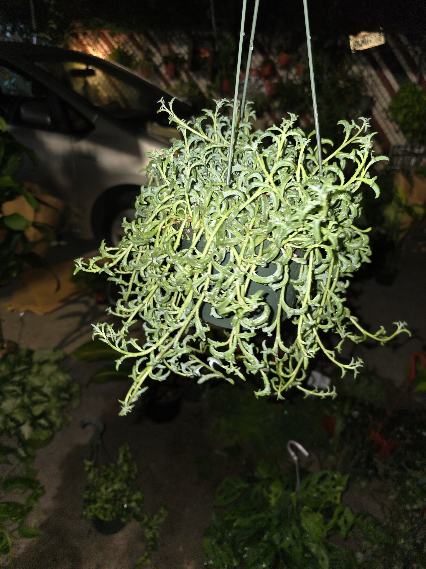 6 inch pot- Curio Radicans very hardy easy care- Succulent hanging plant - Get Similar To Picture - 🪴 Voelk Art & Plants Inc 🪴
