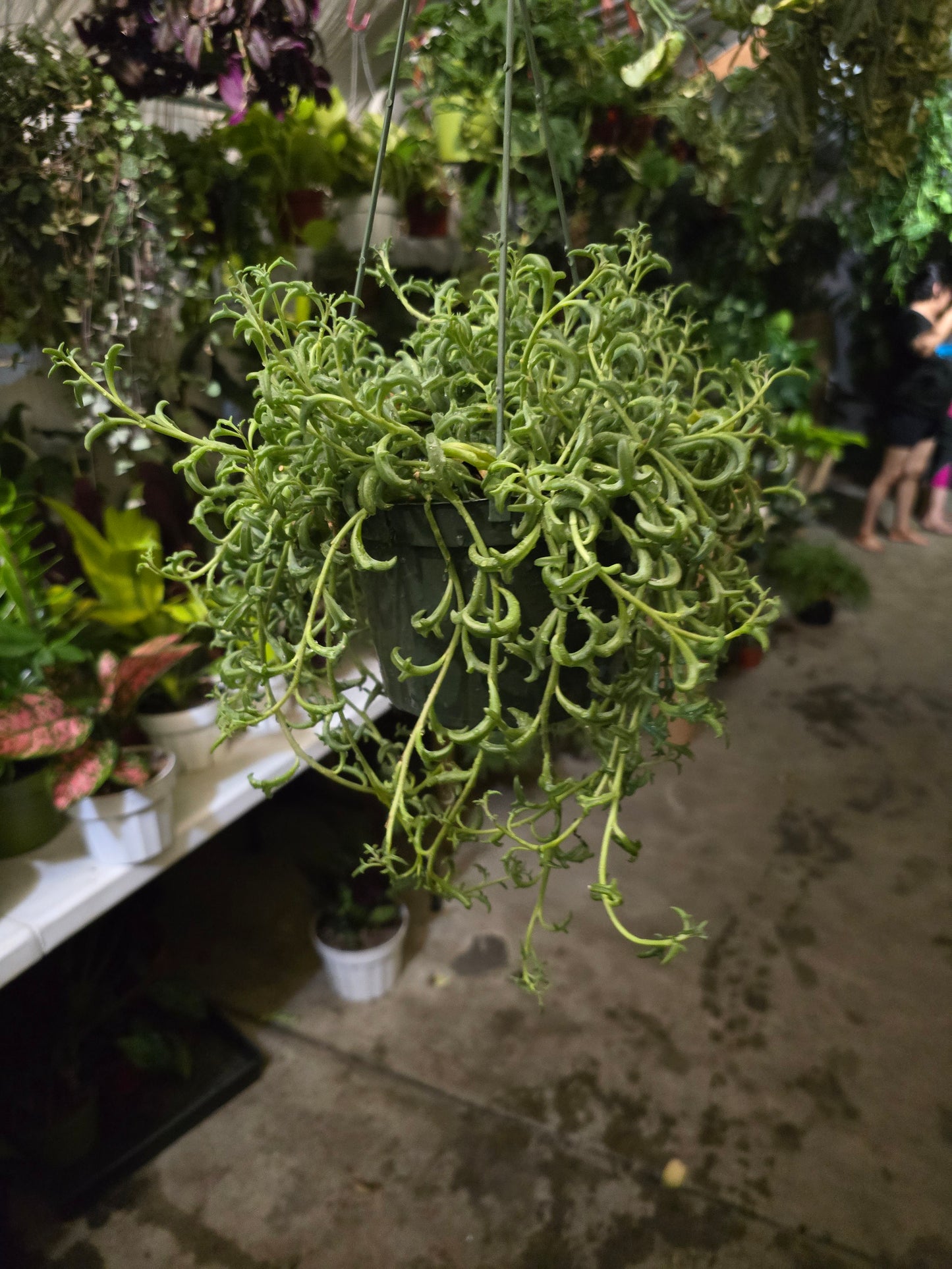 6 inch pot- Curio Radicans very hardy easy care- Succulent hanging plant - Get Similar To Picture - 🪴 Voelk Art & Plants Inc 🪴