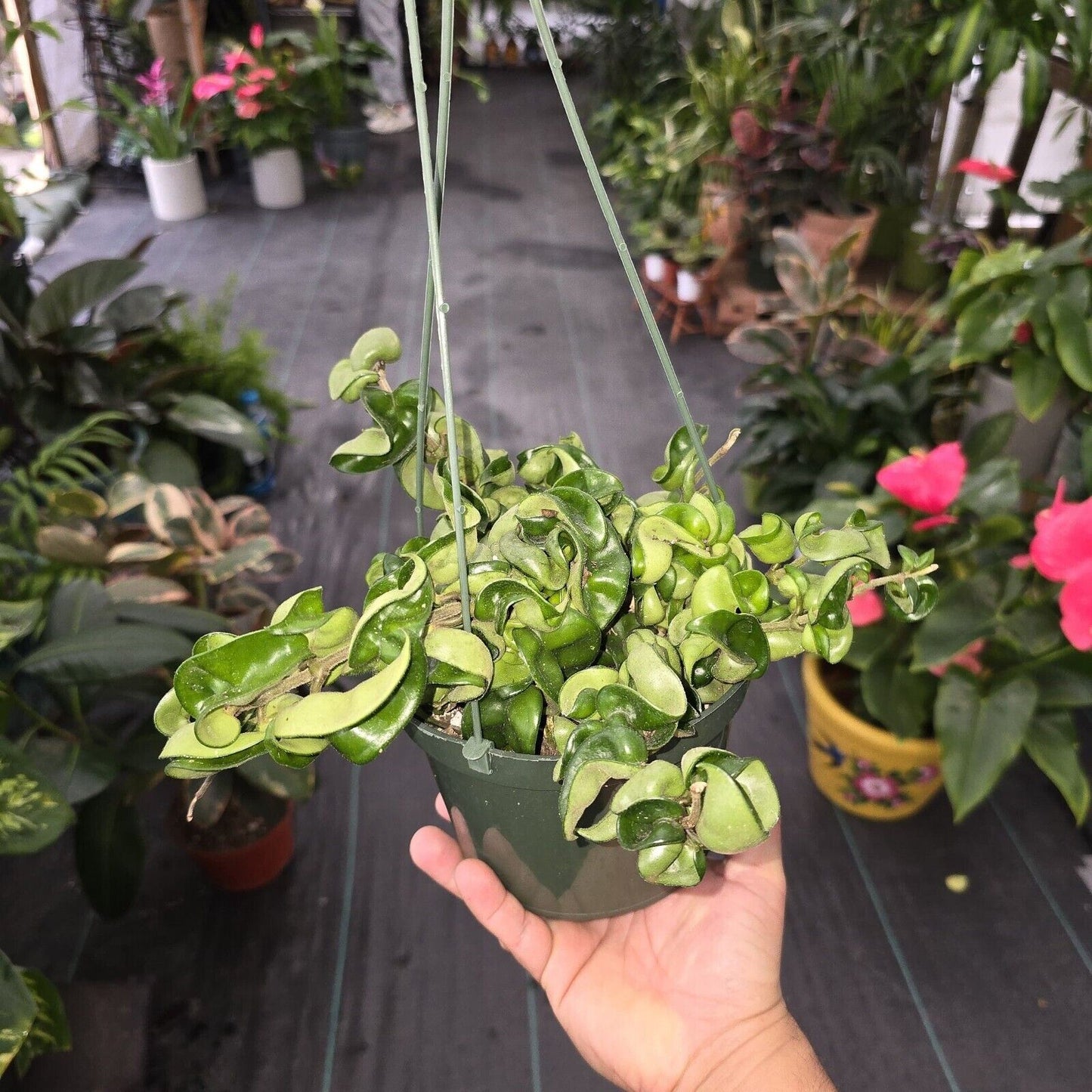 6" pot - Hoya Compacta aka Hoya Compacta Hindu Rope in Hanging Pot Live #018