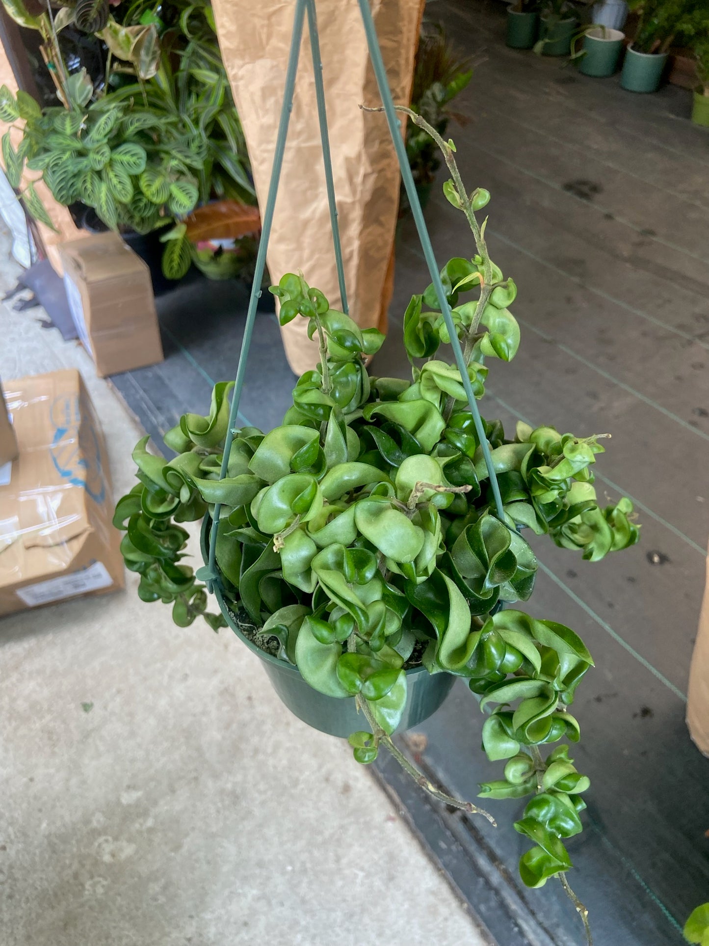 6 inch pot - Hoya Compacta aka Hoya Compacta Hindu Rope in Hanging Pot Live #018 - 🪴 Voelk Art & Plants Inc 🪴