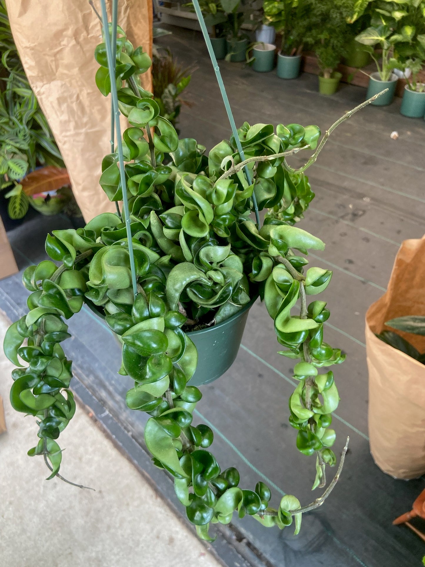 6 inch pot - Hoya Compacta aka Hoya Compacta Hindu Rope in Hanging Pot Live #018 - 🪴 Voelk Art & Plants Inc 🪴