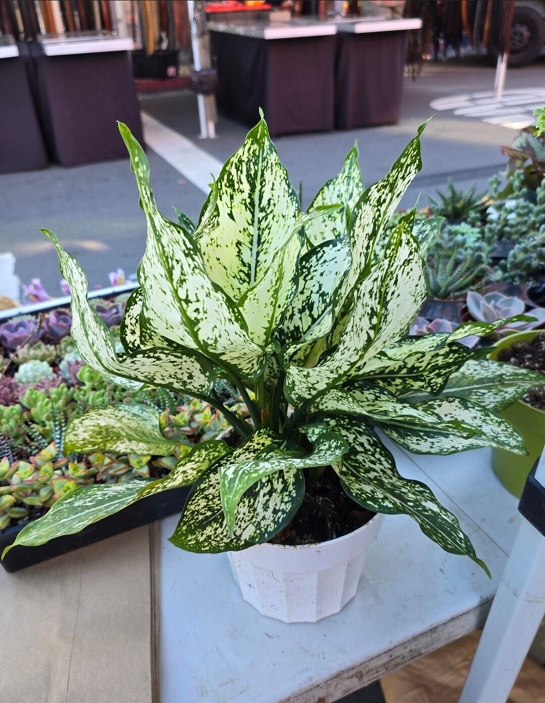 chinese lucky plant aglaonema White Dalmation Chinese Evergreen Plant - Aglaonema - Grows in Dim Light