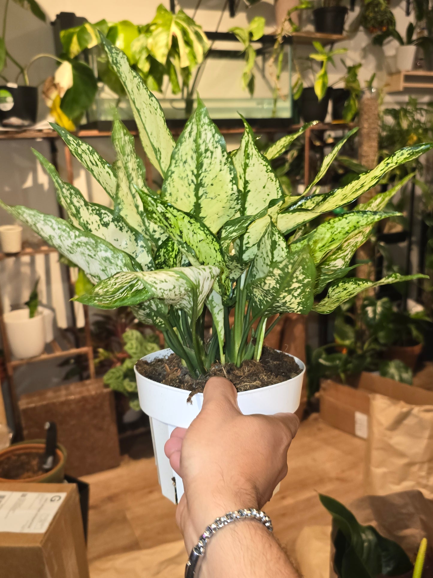 6 inch pot- Live Aglaonema #003 'First Diamond' Chinese Evergreen - Good luck plant - 🪴 Voelk Art & Plants Inc 🪴