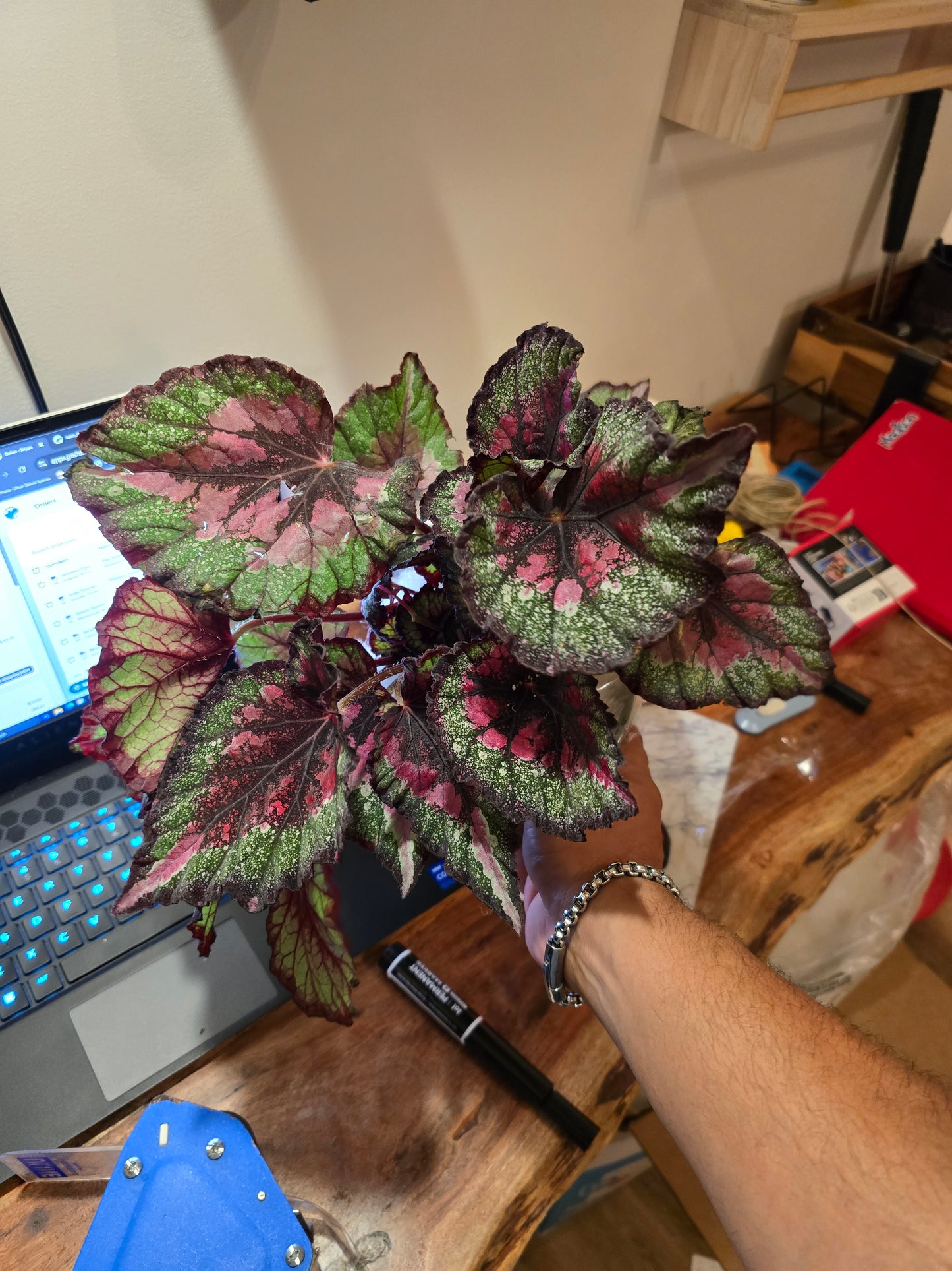 6 inch pot - Raspberry Beret, Begonia Rex, Painted-Leaf Winter Begonia - Get Similar - 🪴 Voelk Art & Plants Inc 🪴