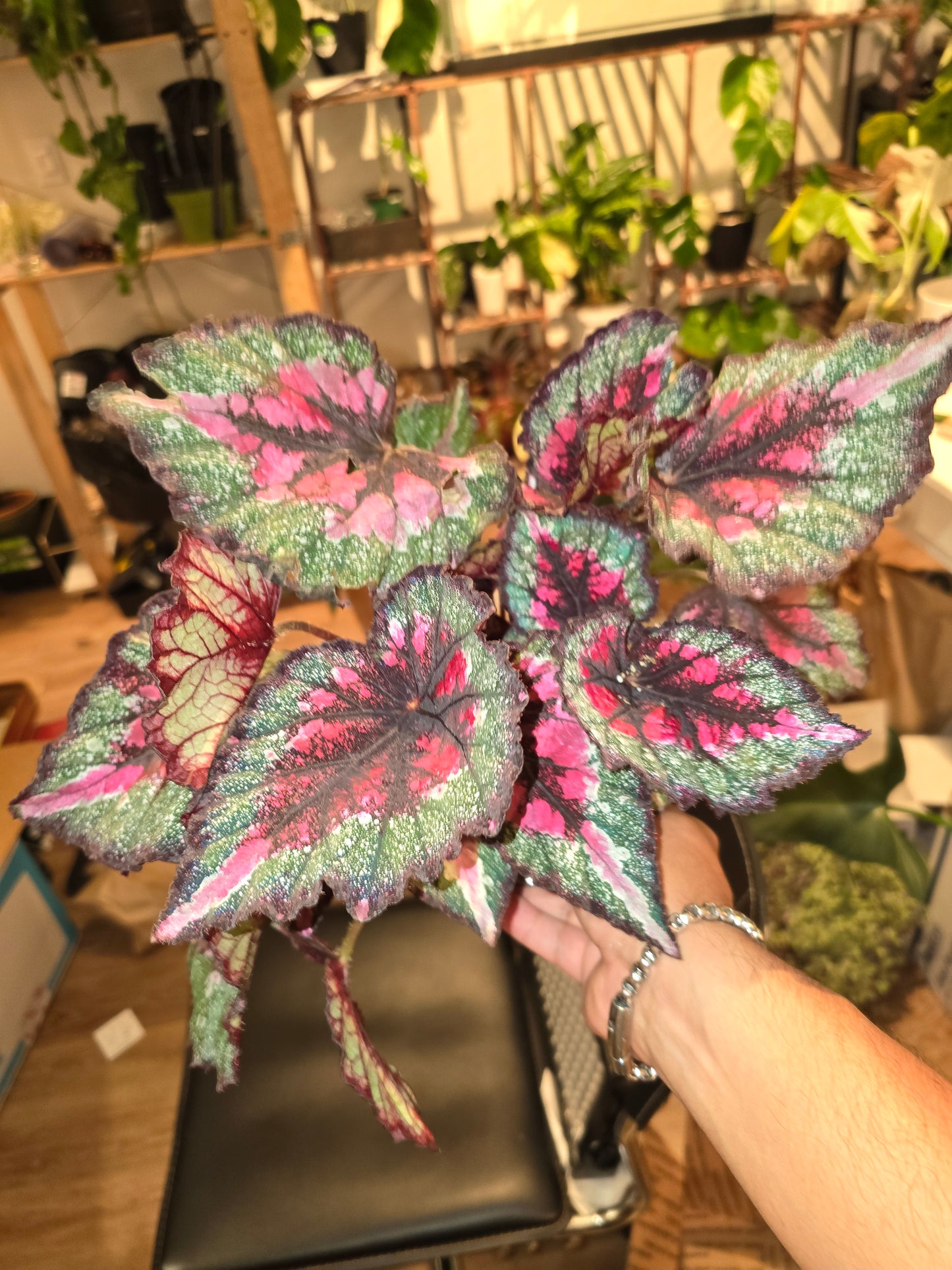 6 inch pot - Raspberry Beret, Begonia Rex, Painted-Leaf Winter Begonia - Get Similar - 🪴 Voelk Art & Plants Inc 🪴