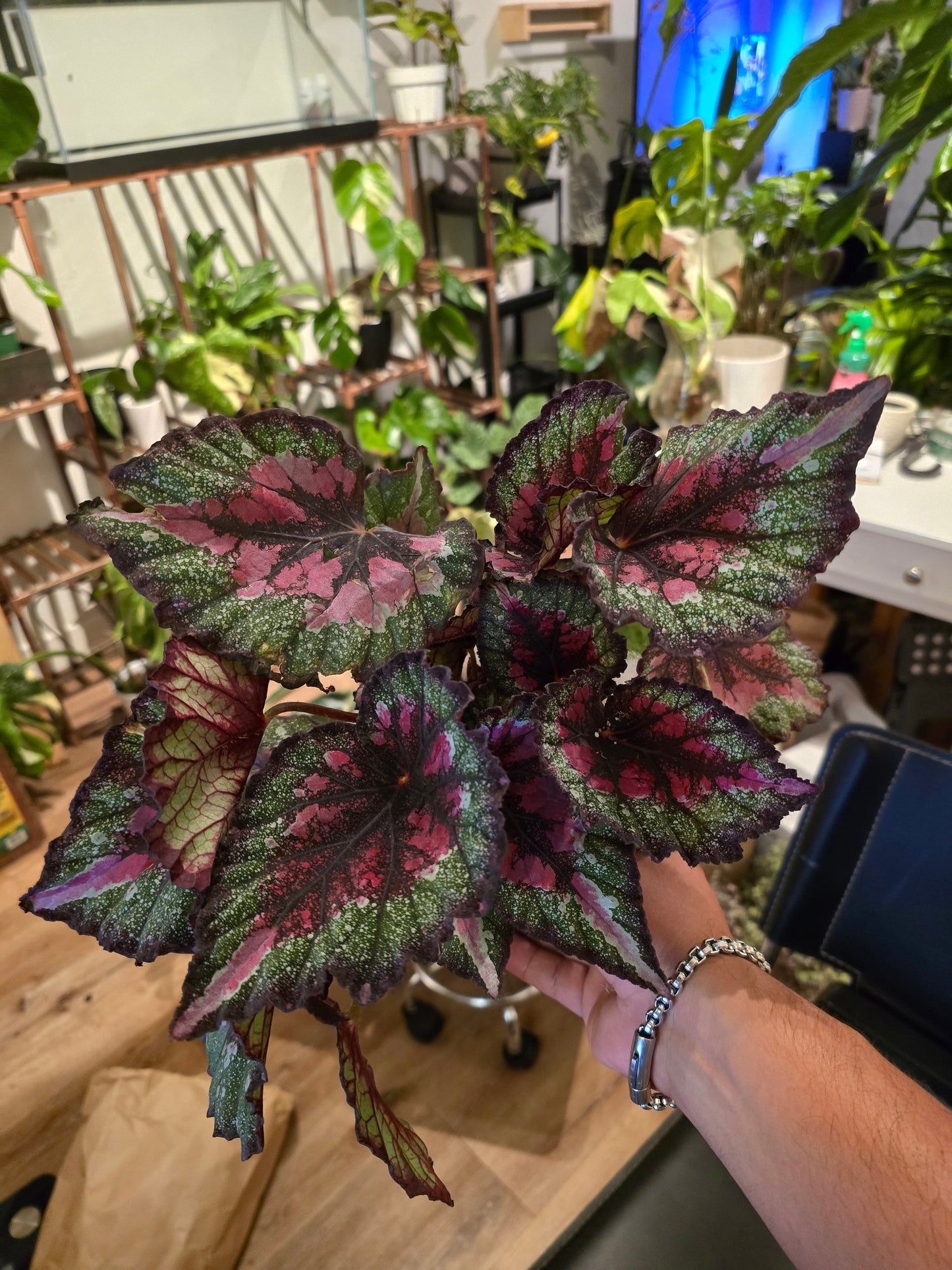 6 inch pot - Raspberry Beret, Begonia Rex, Painted-Leaf Winter Begonia - Get Similar - 🪴 Voelk Art & Plants Inc 🪴