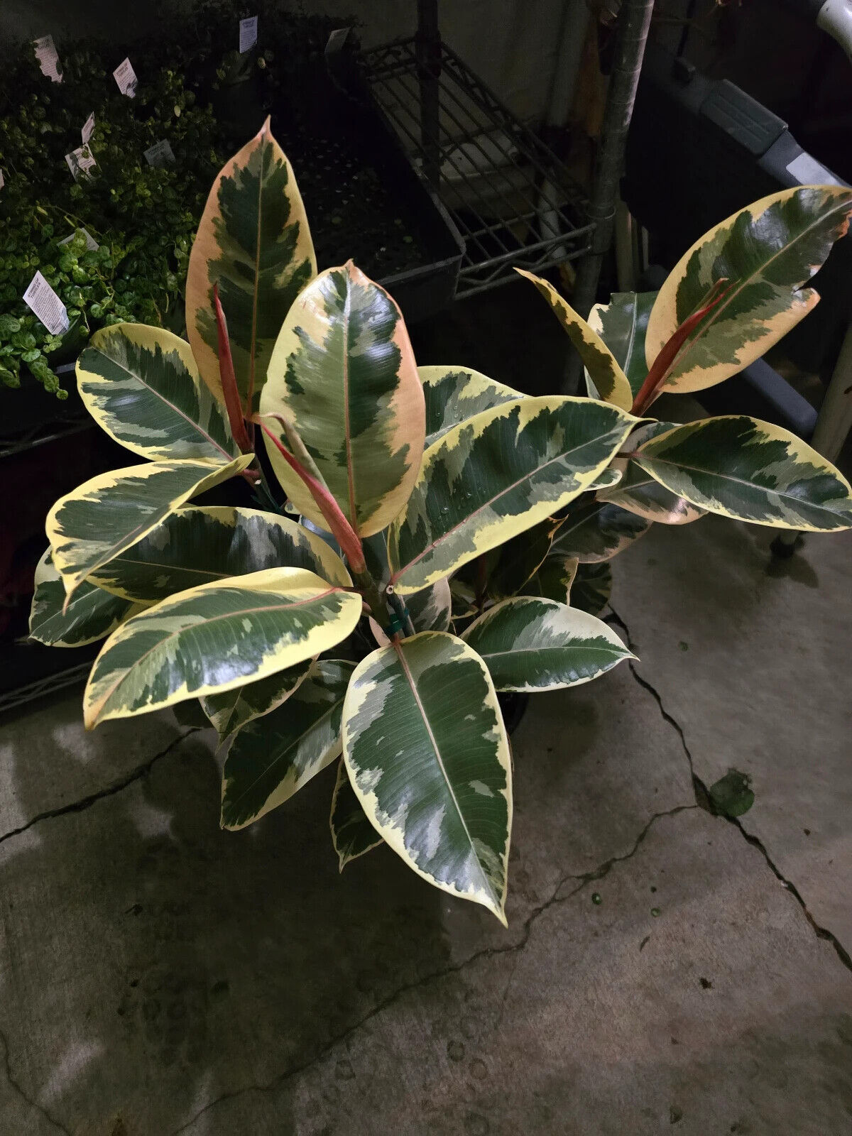 8" Pot - XL size Ficus elastica "Tineke" Variegated Rubber Tree - #017