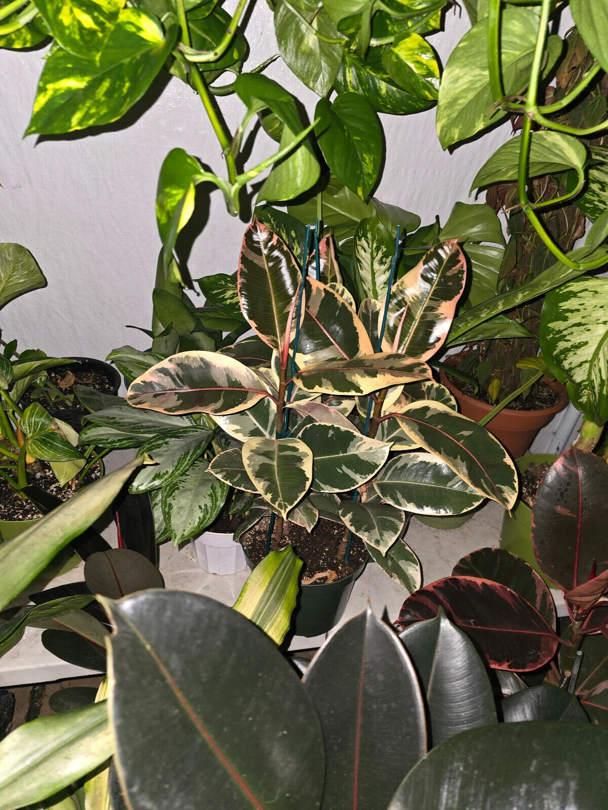 8" Pot - XL size Ficus elastica "Tineke" Variegated Rubber Tree - #017