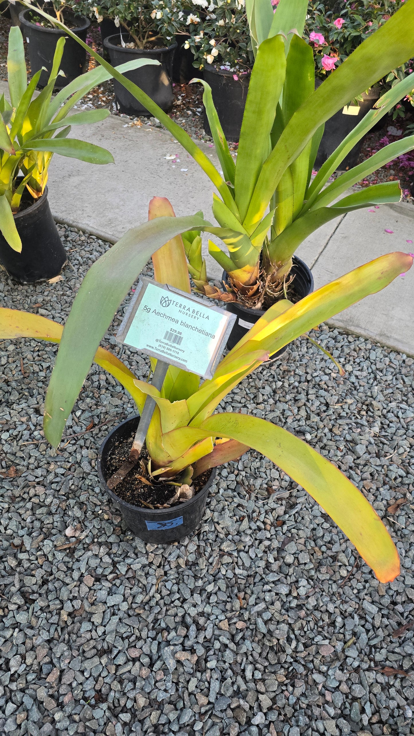 Aechmea blanchetiana in 5 Gallon - Get similar - 🪴 Voelk Art & Plants Inc 🪴