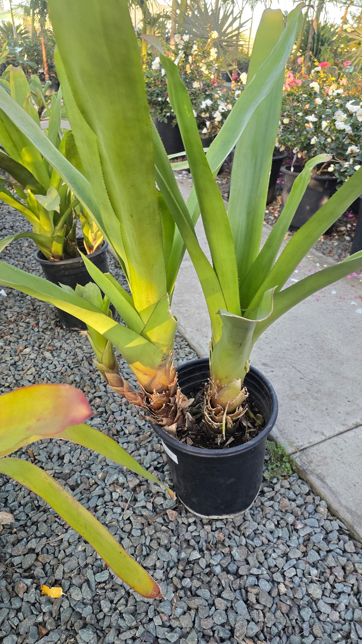 Aechmea blanchetiana in 5 Gallon - Get similar - 🪴 Voelk Art & Plants Inc 🪴
