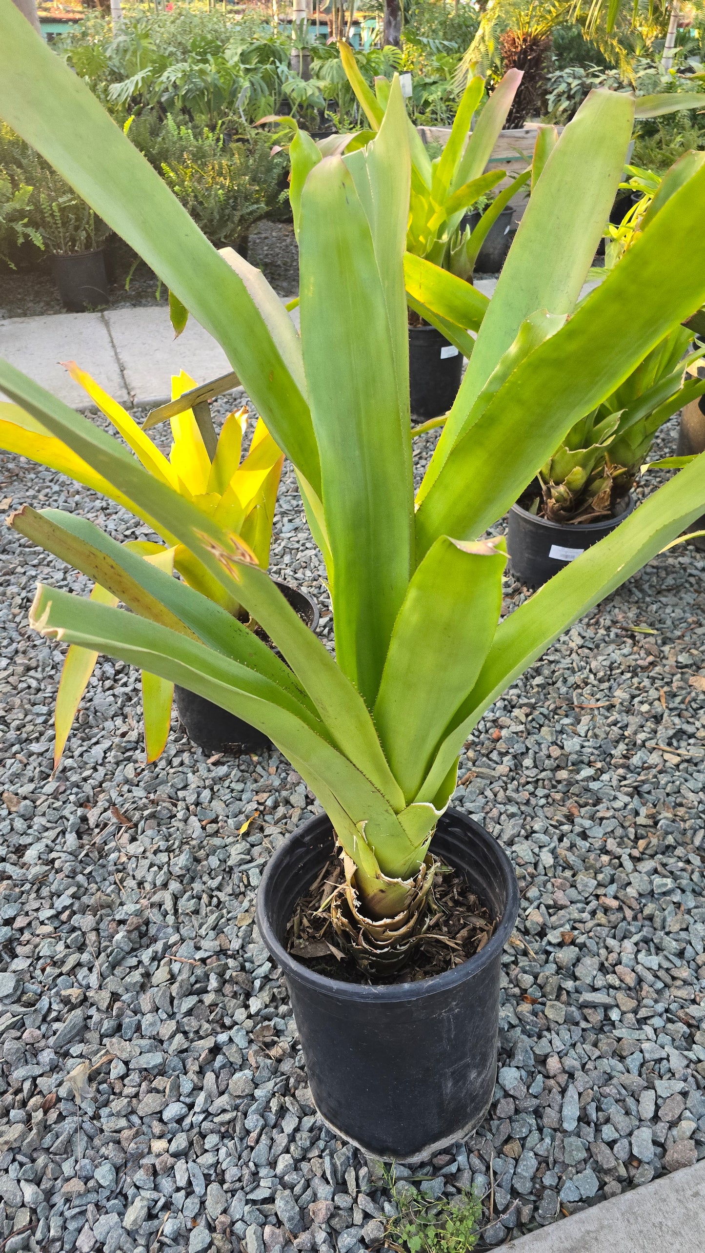 Aechmea blanchetiana in 5 Gallon - Get similar - 🪴 Voelk Art & Plants Inc 🪴
