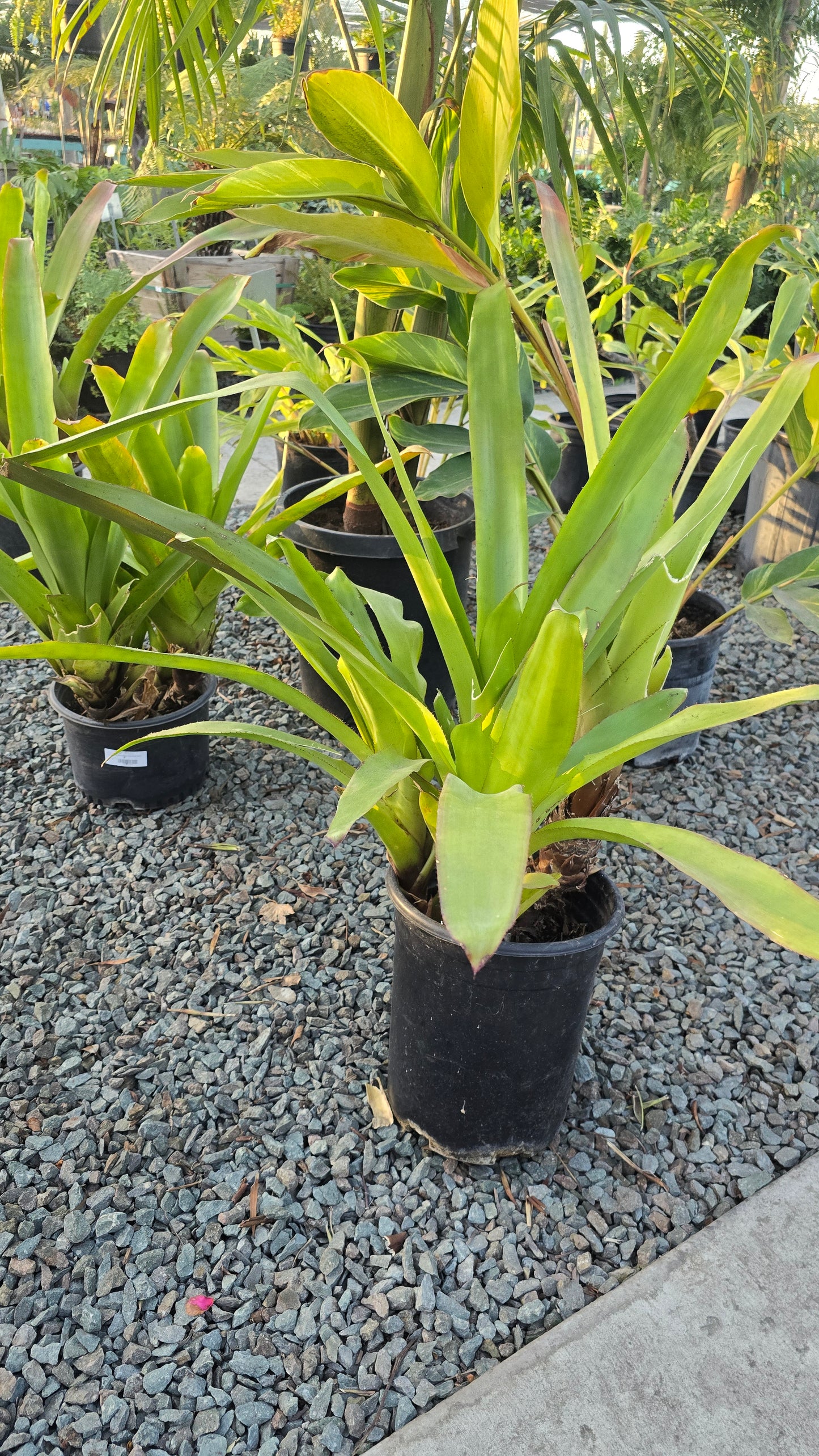 Aechmea blanchetiana in 5 Gallon - Get similar - 🪴 Voelk Art & Plants Inc 🪴