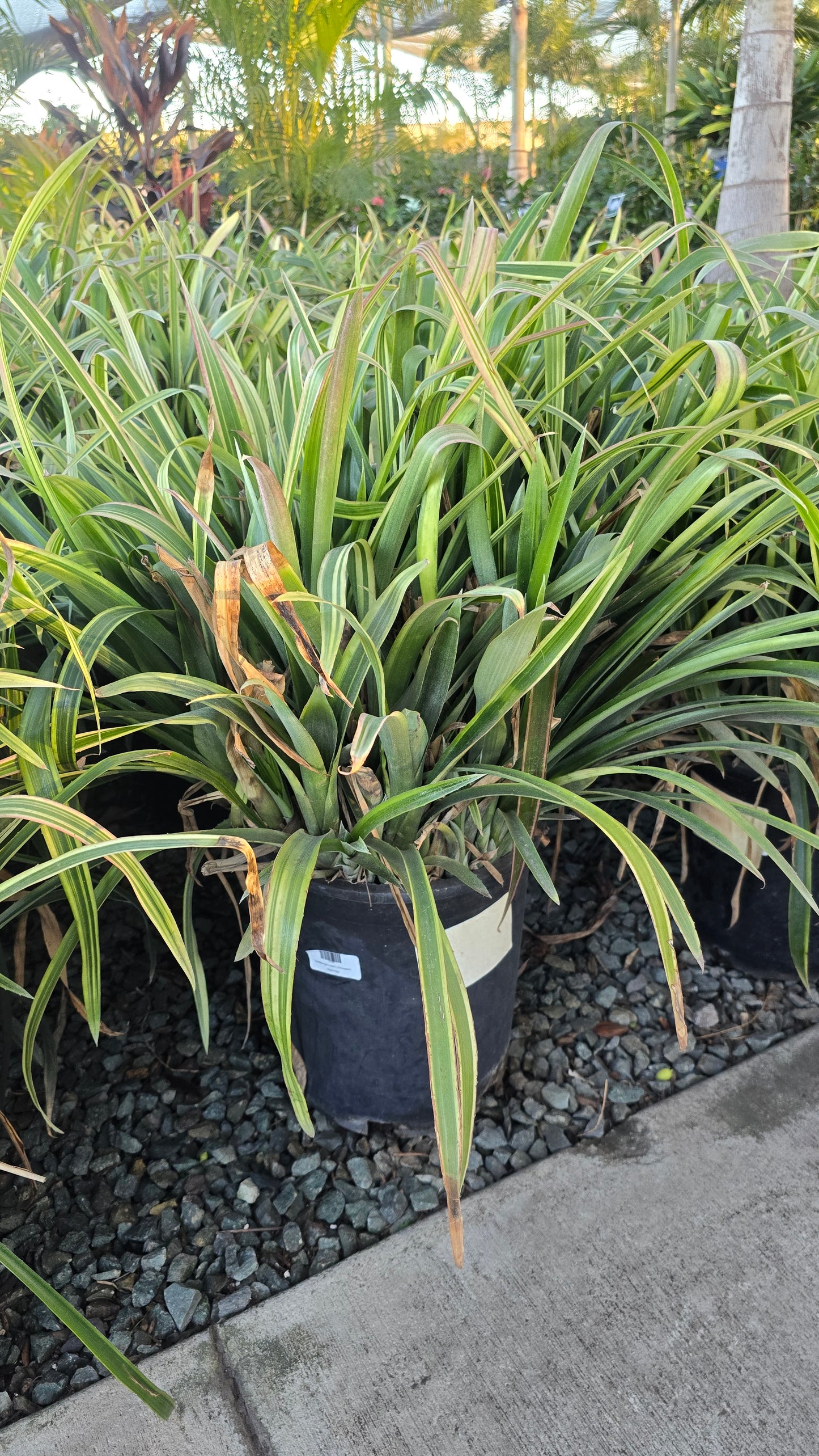 Billbergia nutans (Variegated) in 5 Gallon - Get similar - 🪴 Voelk Art & Plants Inc 🪴