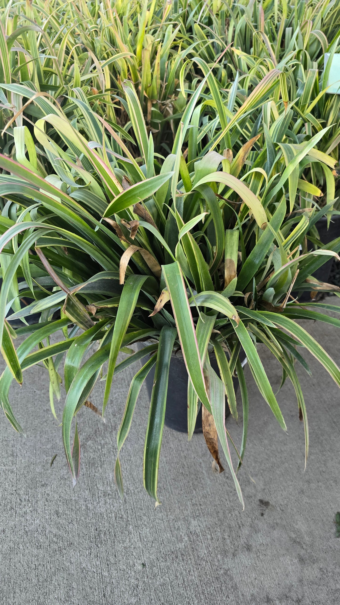 Billbergia nutans (Variegated) in 5 Gallon - Get similar - 🪴 Voelk Art & Plants Inc 🪴
