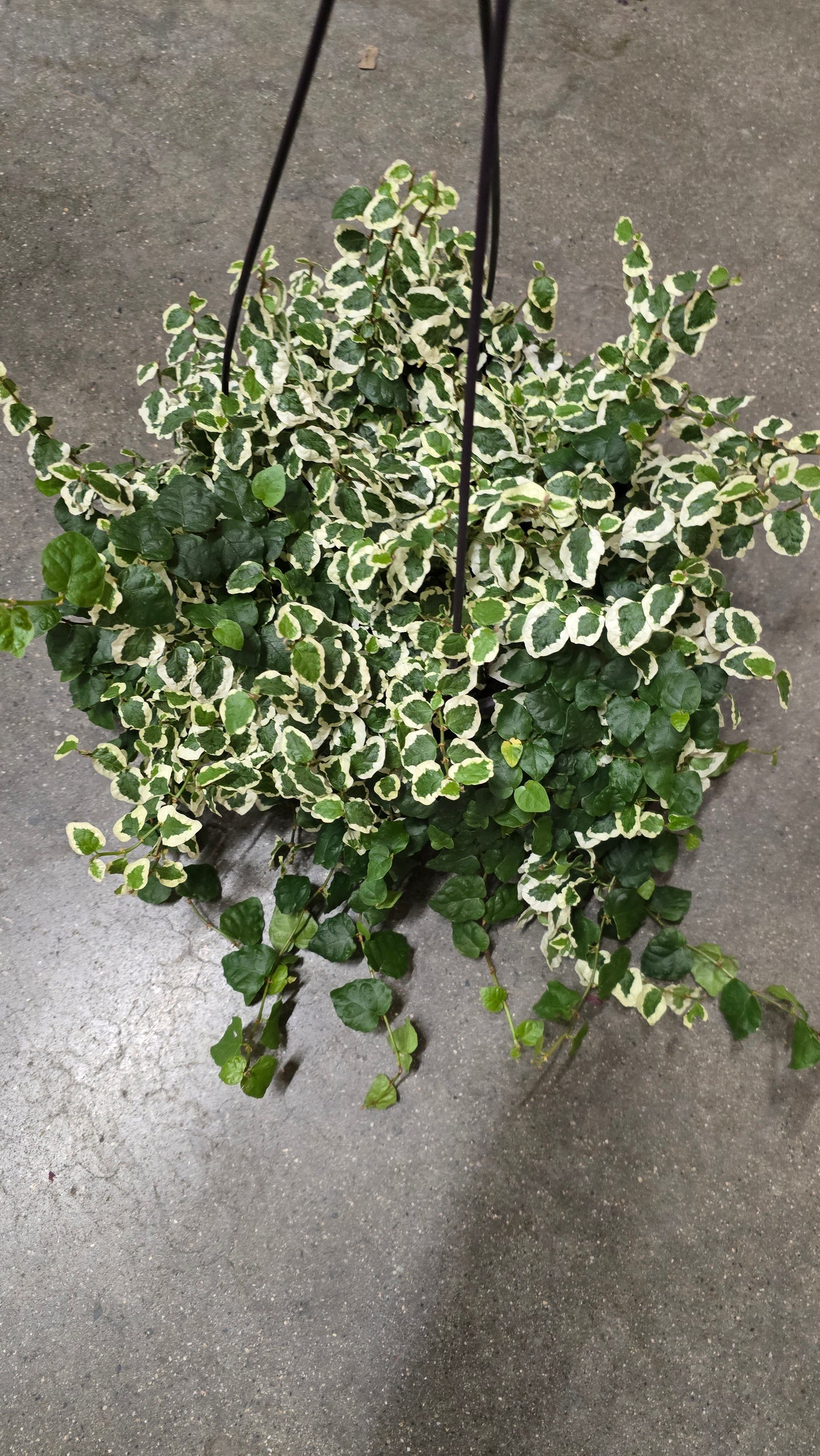 Climbing Fig Variegated in 8 inch pot - outdoor live plant - 🪴 Voelk Art & Plants Inc 🪴