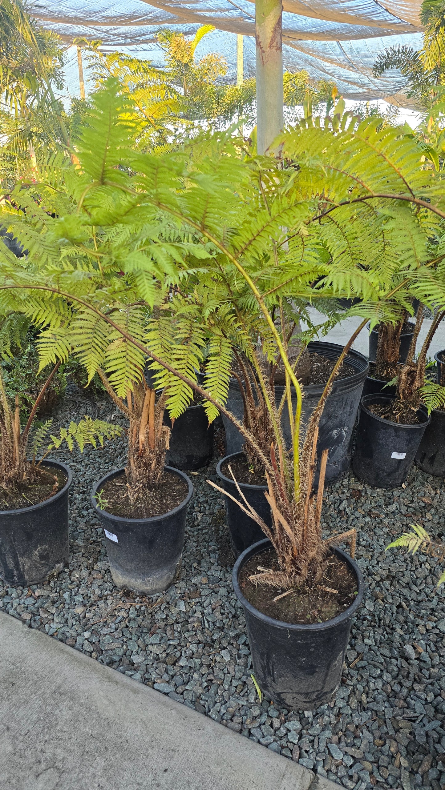 Cyathea cooperi Fern Giant 4-5 ft tall - 🪴 Voelk Art & Plants Inc 🪴