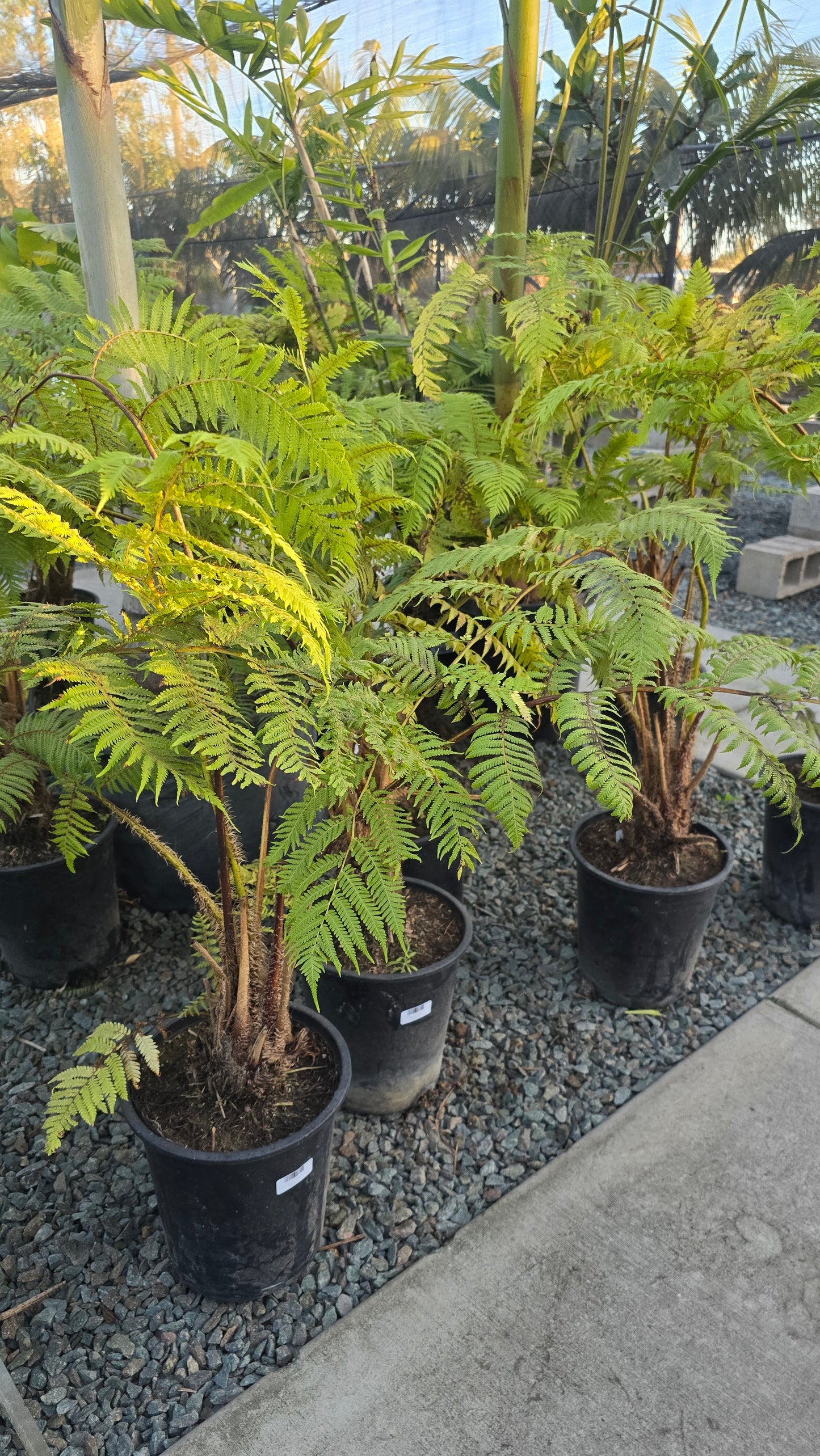 Cyathea cooperi Fern Giant 4-5 ft tall - 🪴 Voelk Art & Plants Inc 🪴