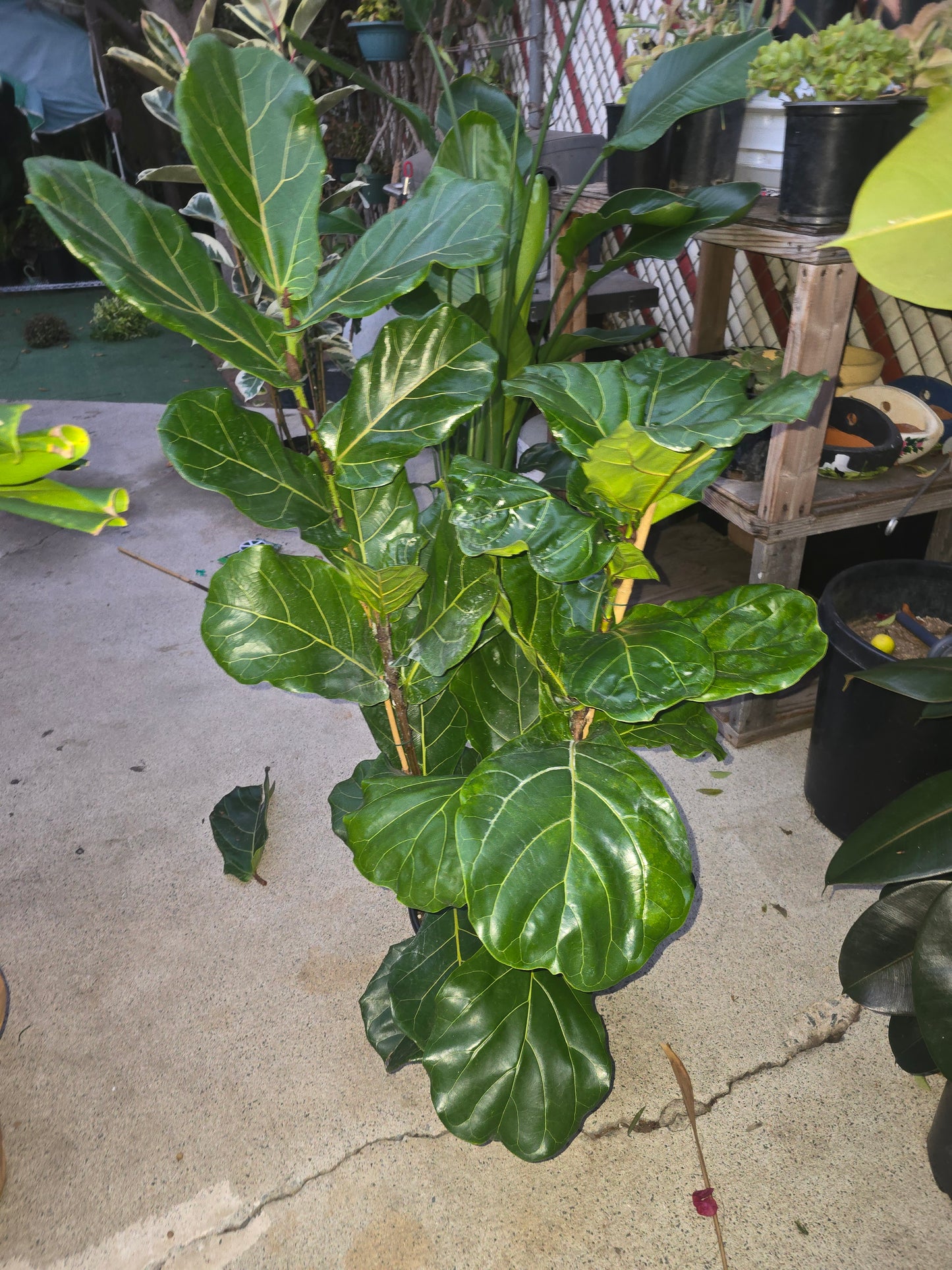Fiddle-leaf fig Tree Elegant, 8 inch pot, 3.5 tf tall- Get similar - 🪴 Voelk Art & Plants Inc 🪴