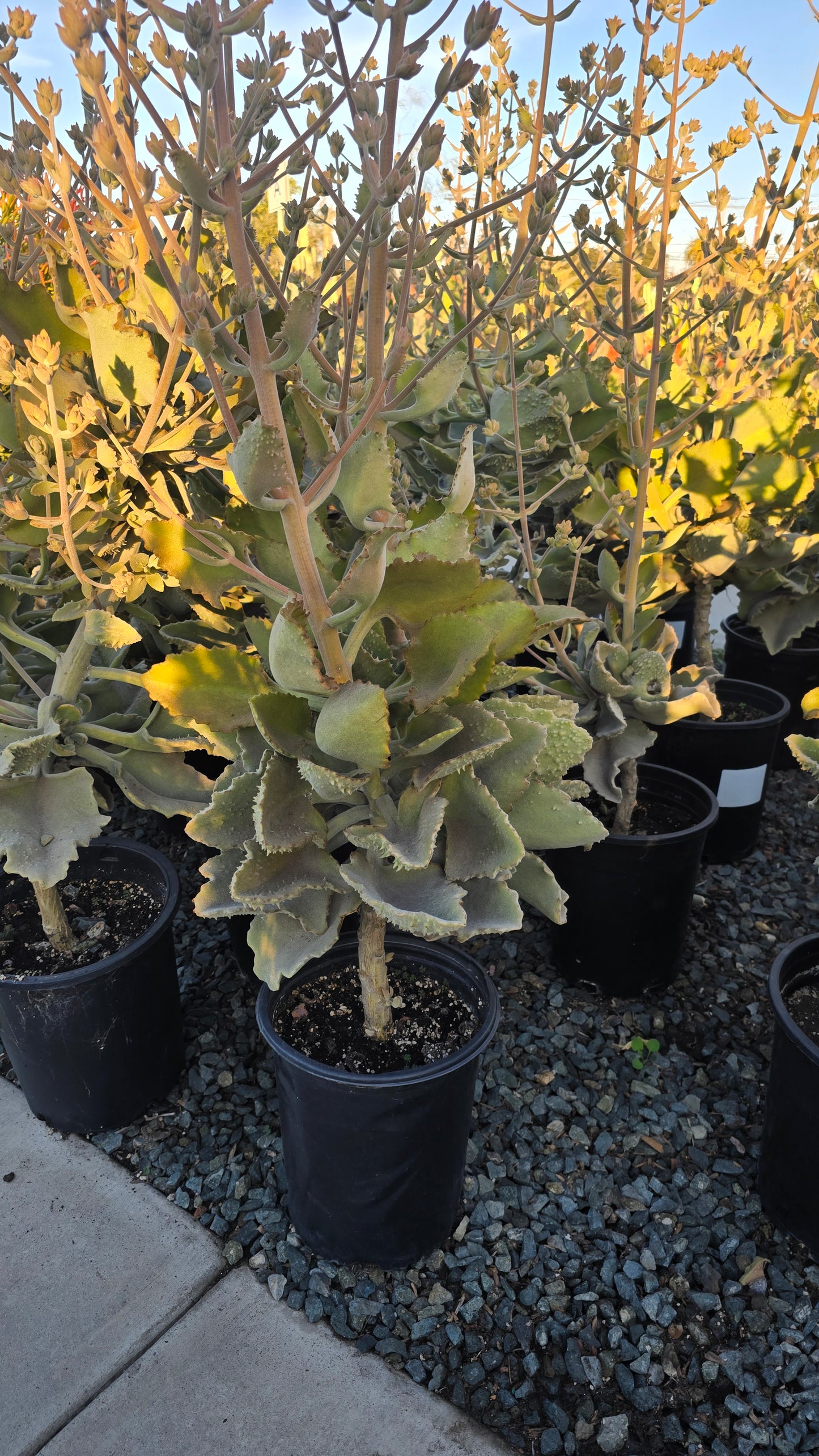 Kalanchoe beharensis 4-5 Feet tall 5 gallon pot- Get Similar - 🪴 Voelk Art & Plants Inc 🪴