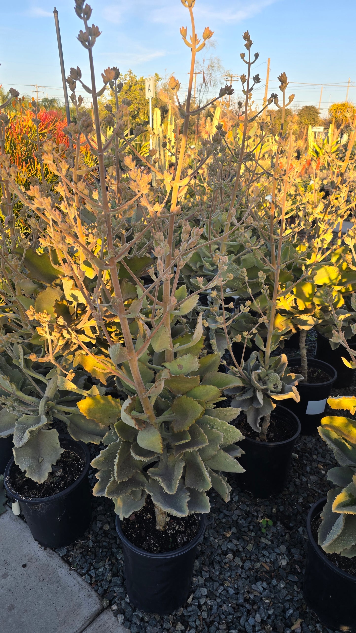 Kalanchoe beharensis 4-5 Feet tall 5 gallon pot- Get Similar - 🪴 Voelk Art & Plants Inc 🪴